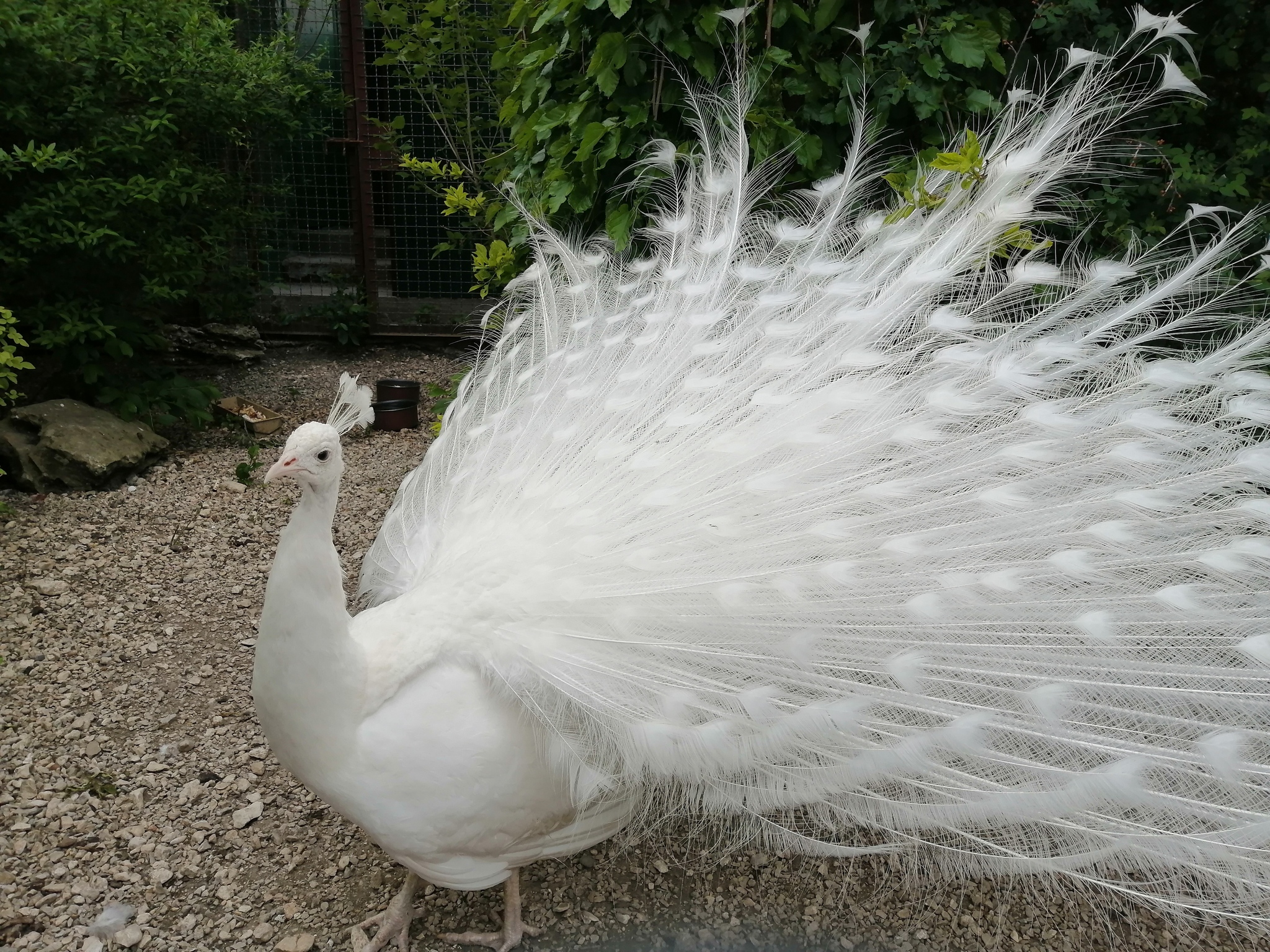 White peacock - My, White peacock, Peacock, Mobile photography, Longpost