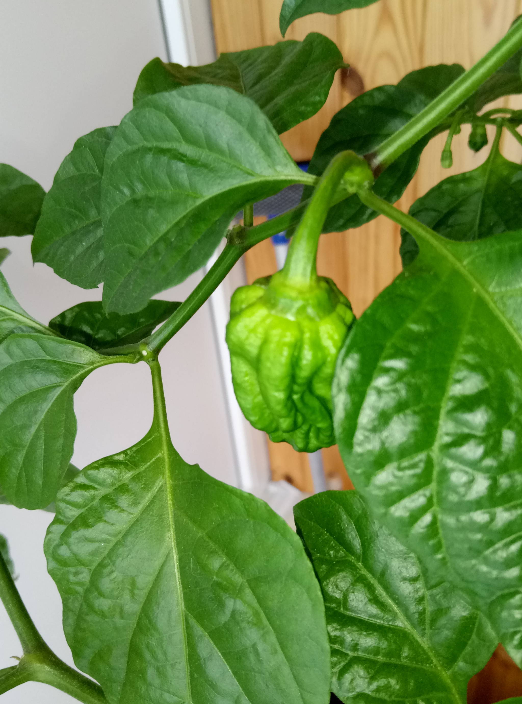 acute happiness - My, Hot peppers, Harvest, Longpost