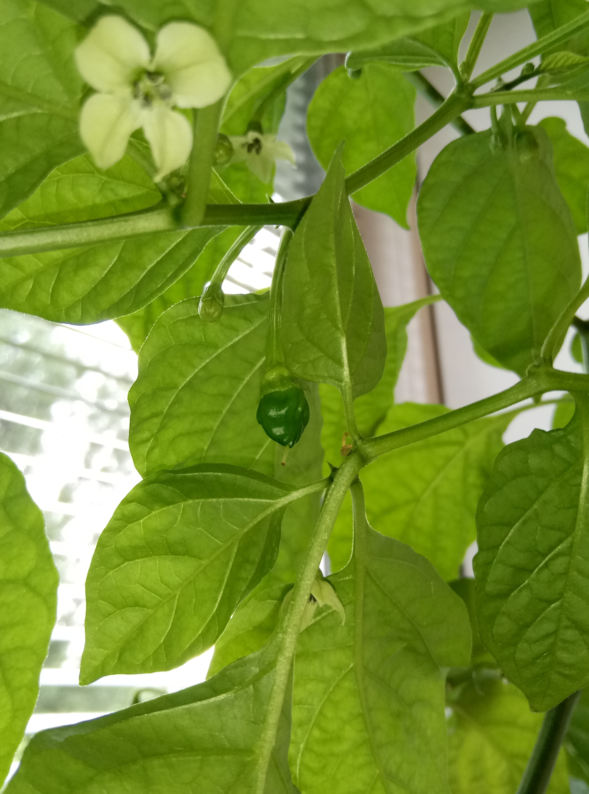 acute happiness - My, Hot peppers, Harvest, Longpost