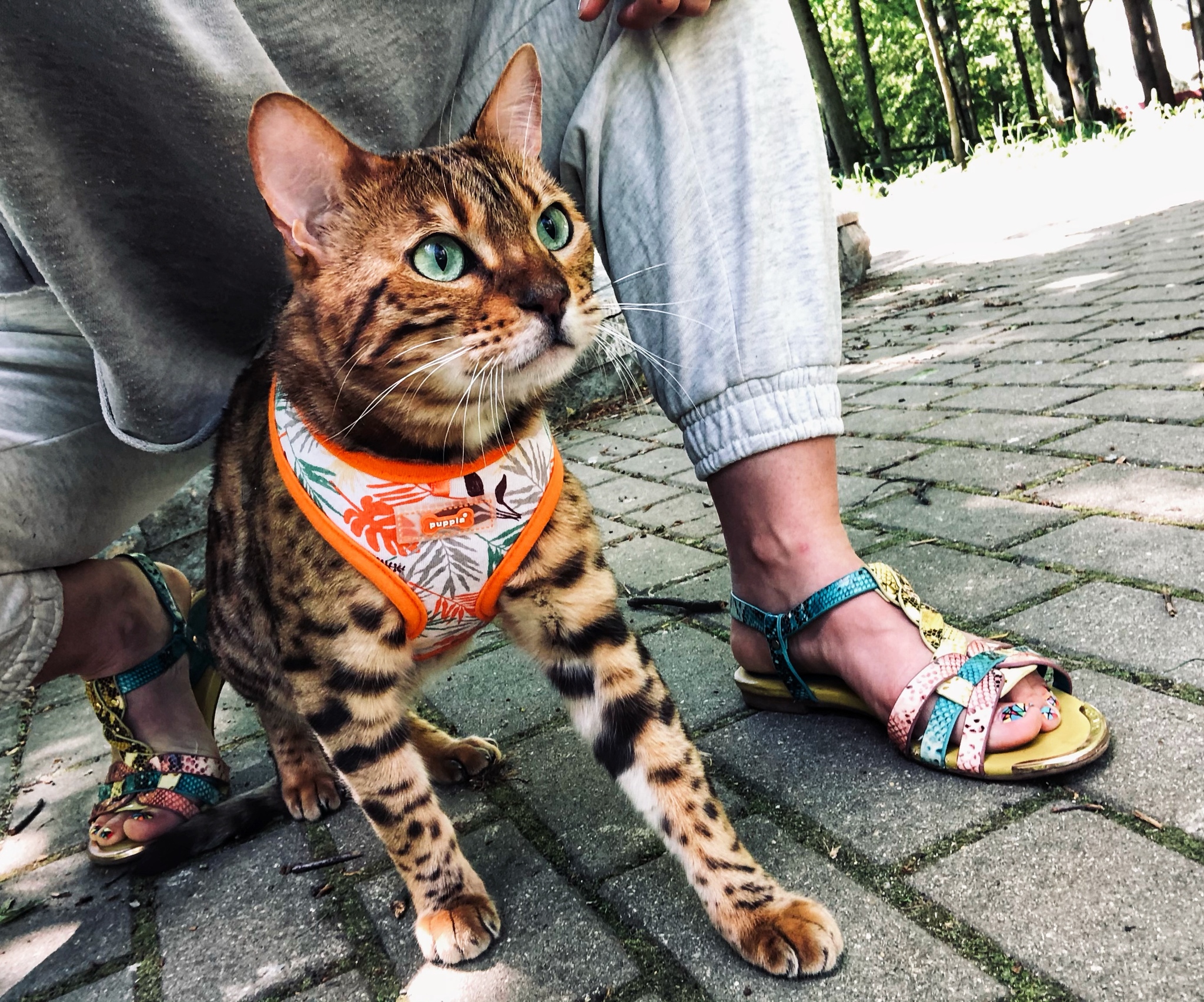 The cat saw children running towards him. - My, Bengal cat, cat, Izmailovo