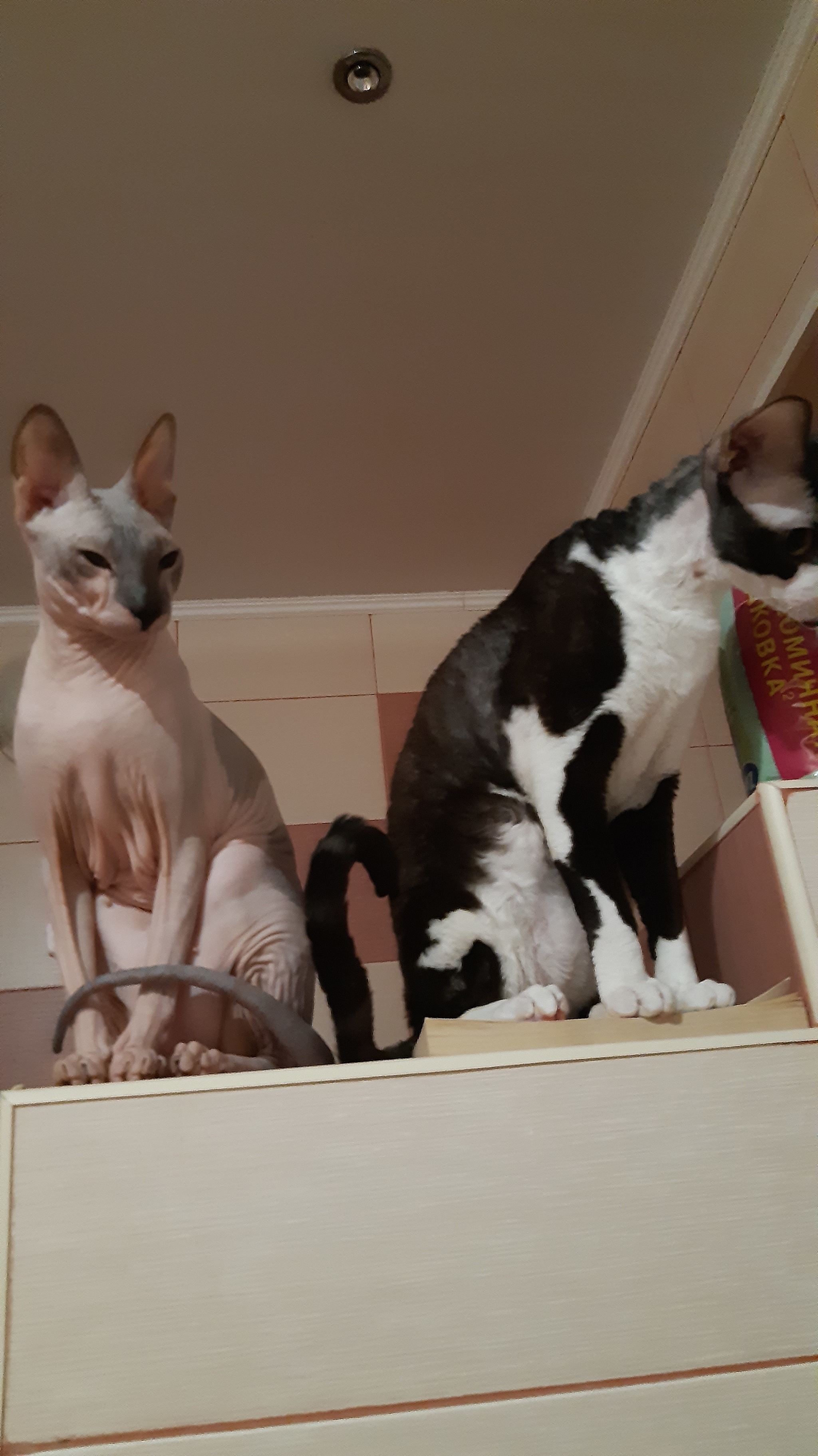 Again Osyatka - smart and handsome! - My, cat, Cornish Rex, Don Sphynx, Longpost