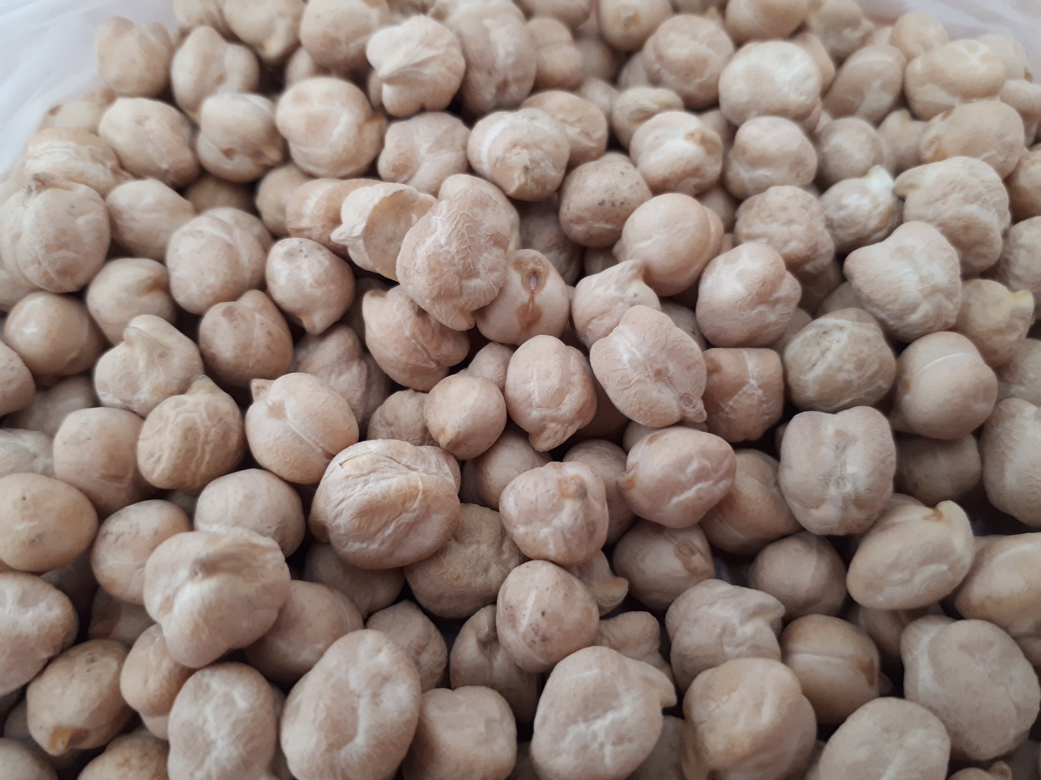 Chickpea - My, Chickpea, Legumes, The photo, Longpost