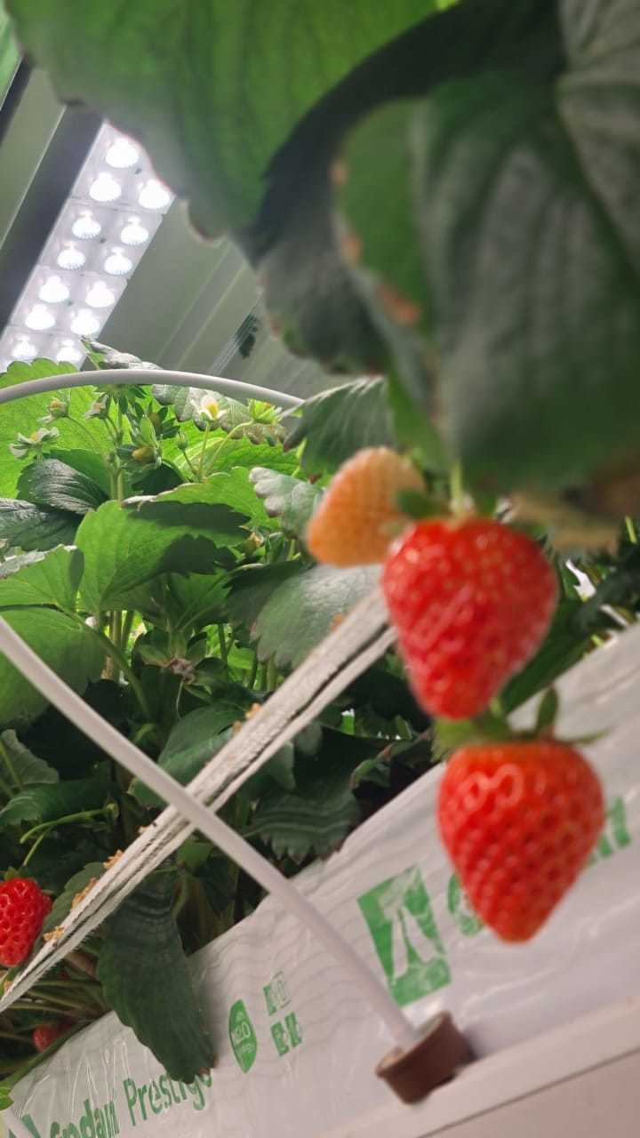 How the daughter's request turned into a business part 4 Is it profitable to grow strawberries? - My, Strawberry plant, Greenhouse, Hydroponics, Farm, Longpost, Strawberry (plant)