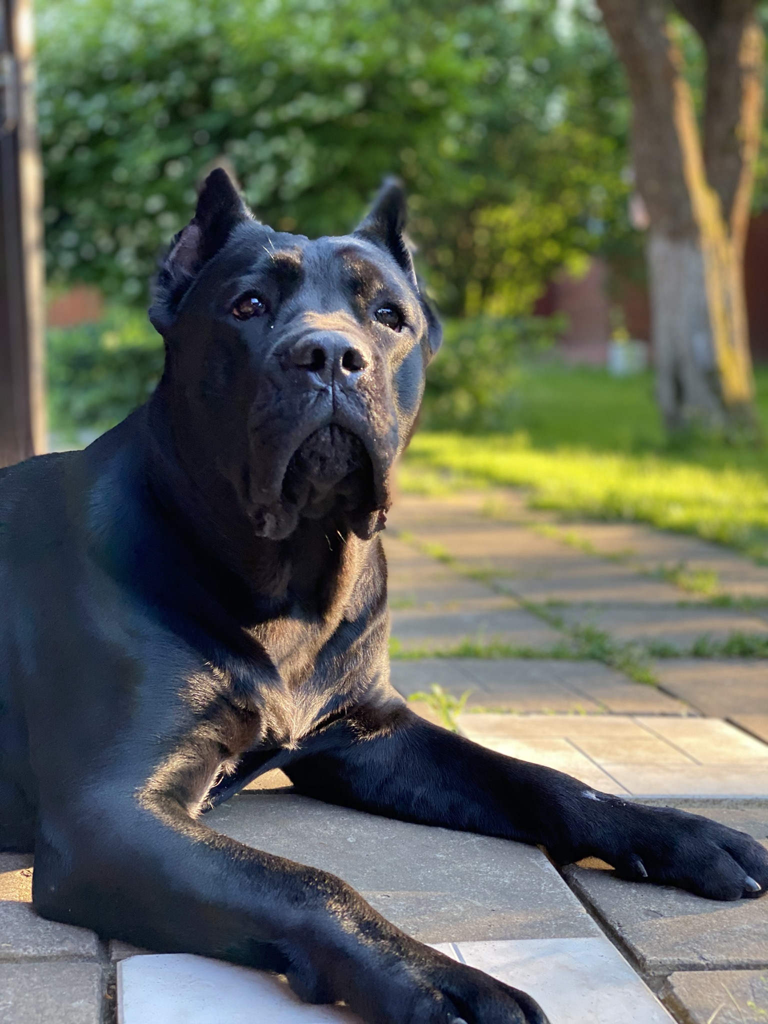 Best friend - My, Dog, Best friend, Cane Corso, Pets