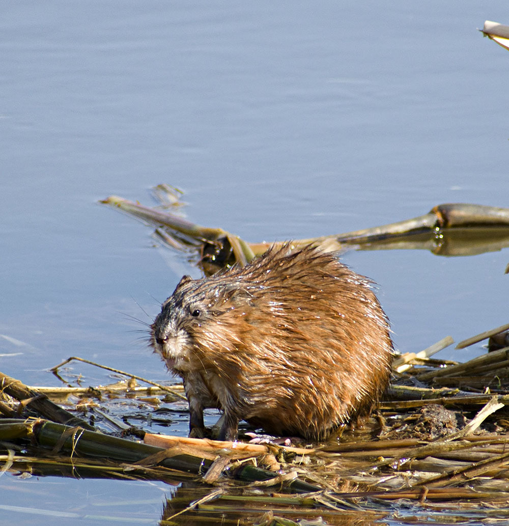 Ondatra Chronicles - My, Muskrat, Animals, Nature, Klyazma, Schelkovo, wildlife, The nature of Russia, Photo hunting, , River, Video, Longpost