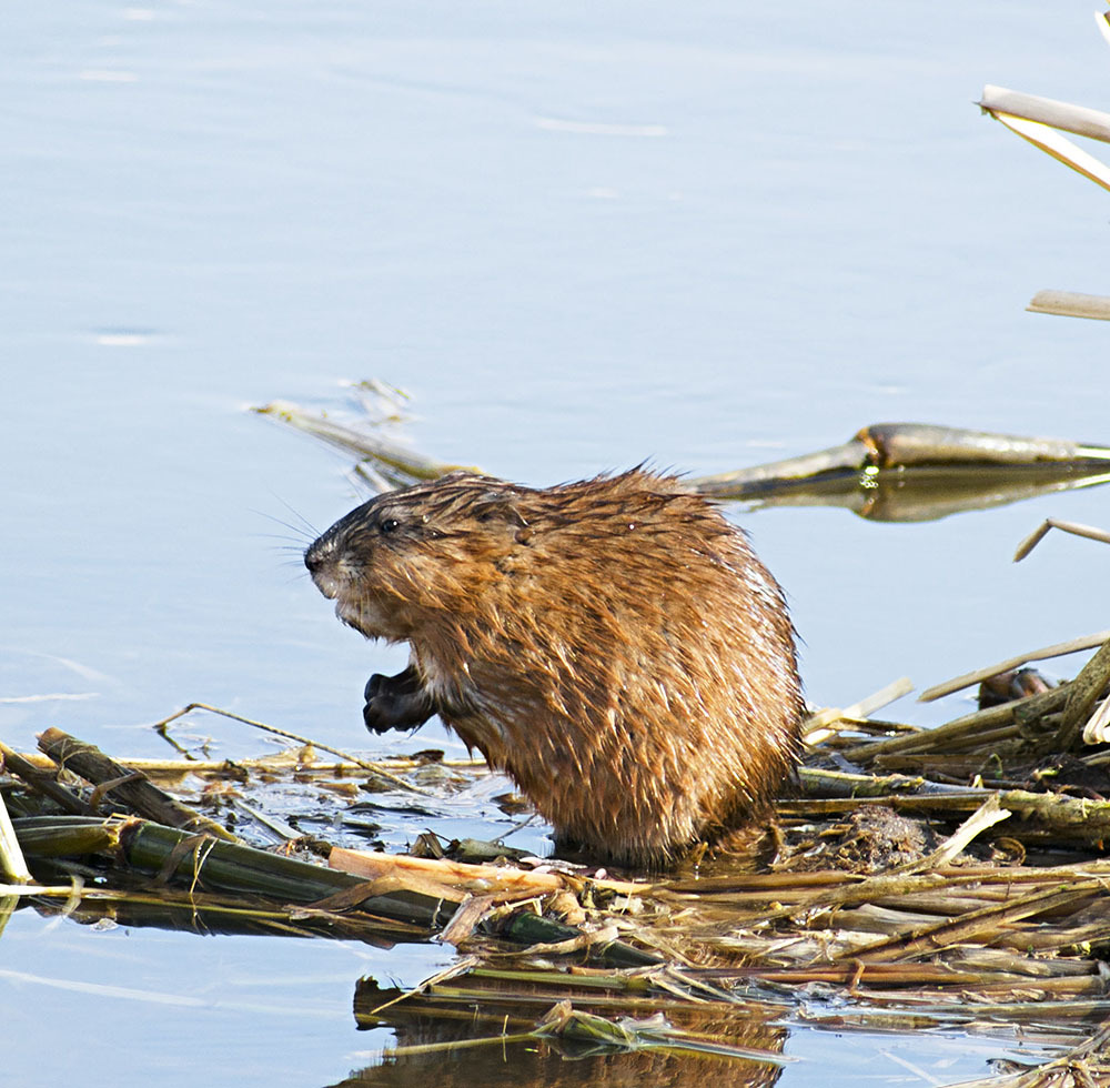 Ondatra Chronicles - My, Muskrat, Animals, Nature, Klyazma, Schelkovo, wildlife, The nature of Russia, Photo hunting, , River, Video, Longpost