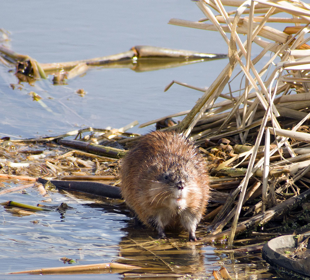 Ondatra Chronicles - My, Muskrat, Animals, Nature, Klyazma, Schelkovo, wildlife, The nature of Russia, Photo hunting, , River, Video, Longpost