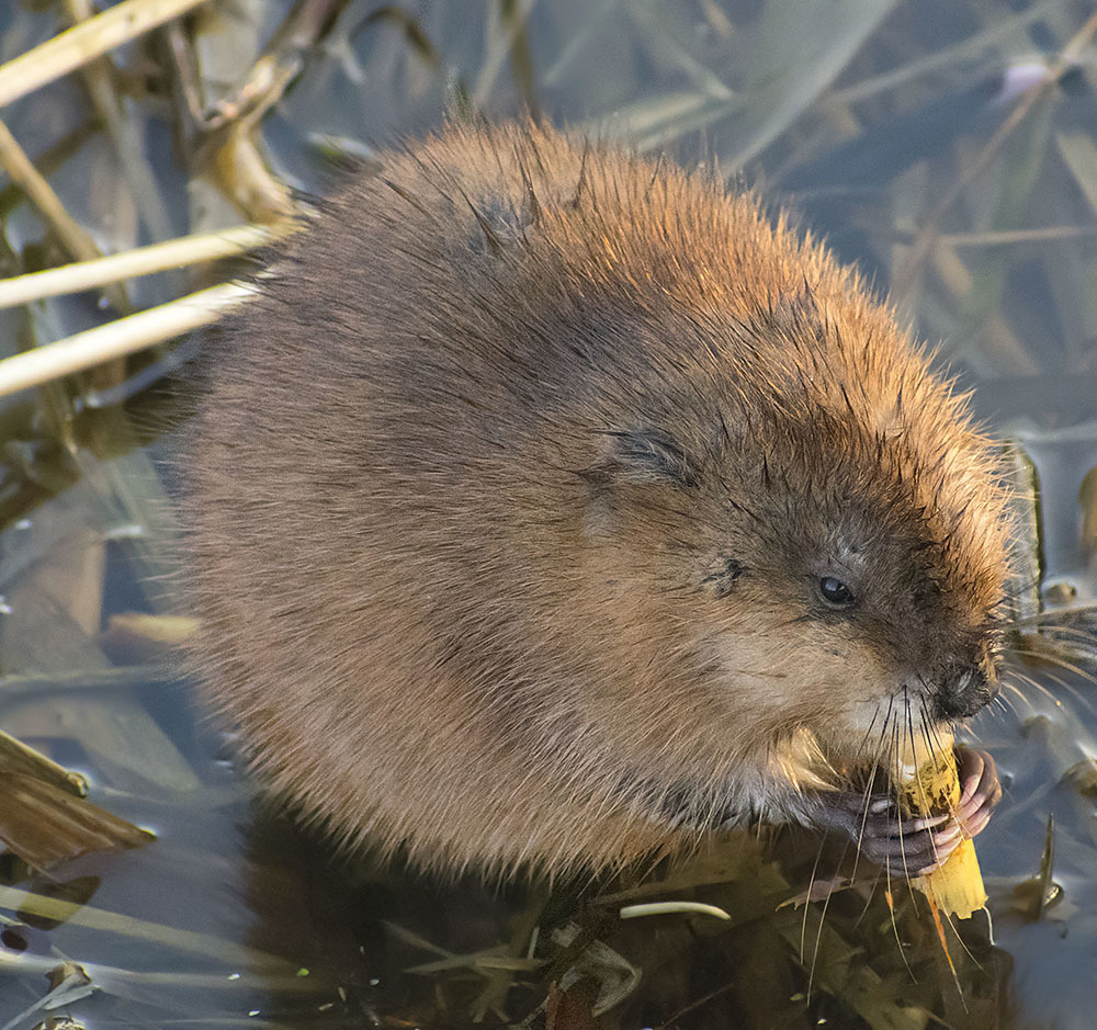 Ondatra Chronicles - My, Muskrat, Animals, Nature, Klyazma, Schelkovo, wildlife, The nature of Russia, Photo hunting, , River, Video, Longpost