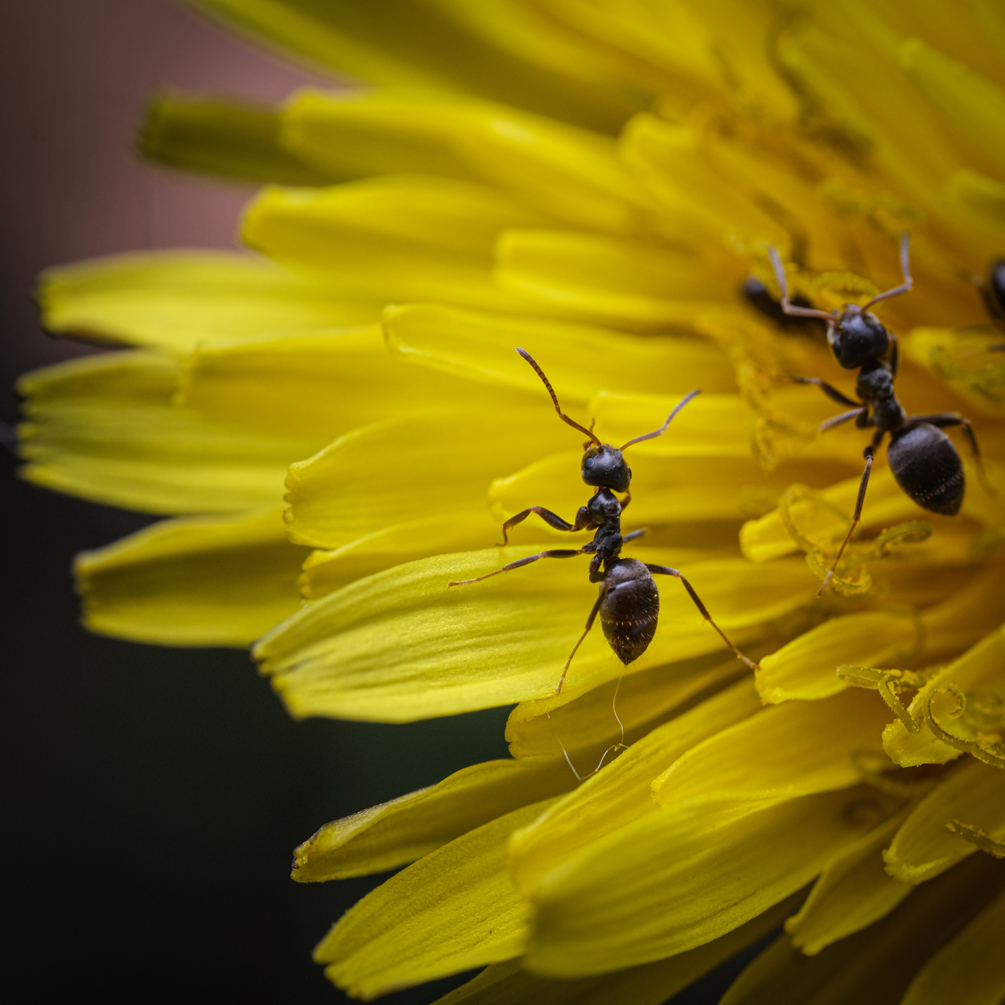 small big world - My, Macro photography, Insects, Fujifilm, Longpost