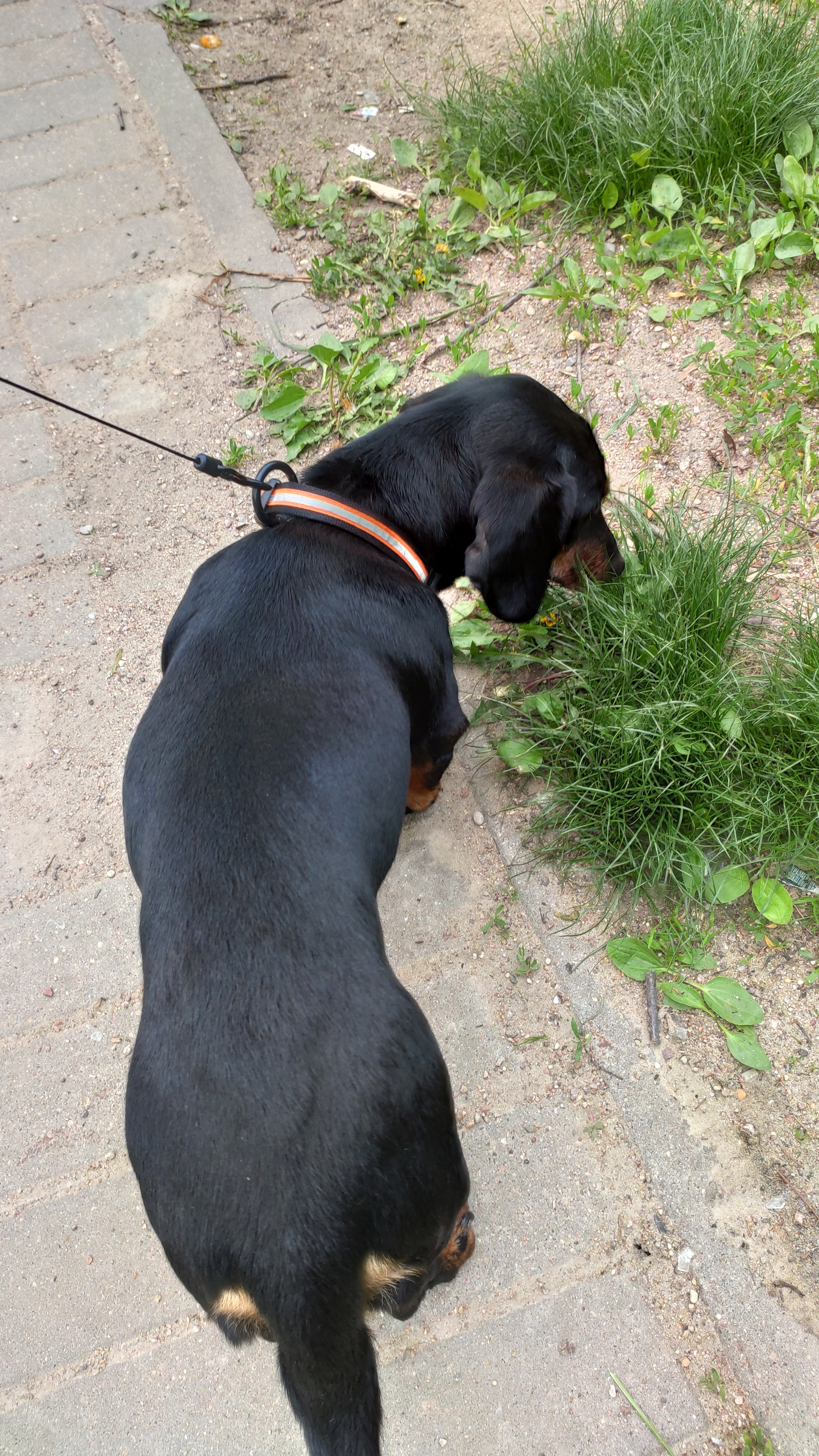 Found dog, dachshund. Minsk, RB - My, Minsk, A loss, Found a dog, The dog is missing, Overexposure, Dog, Longpost, Dachshund