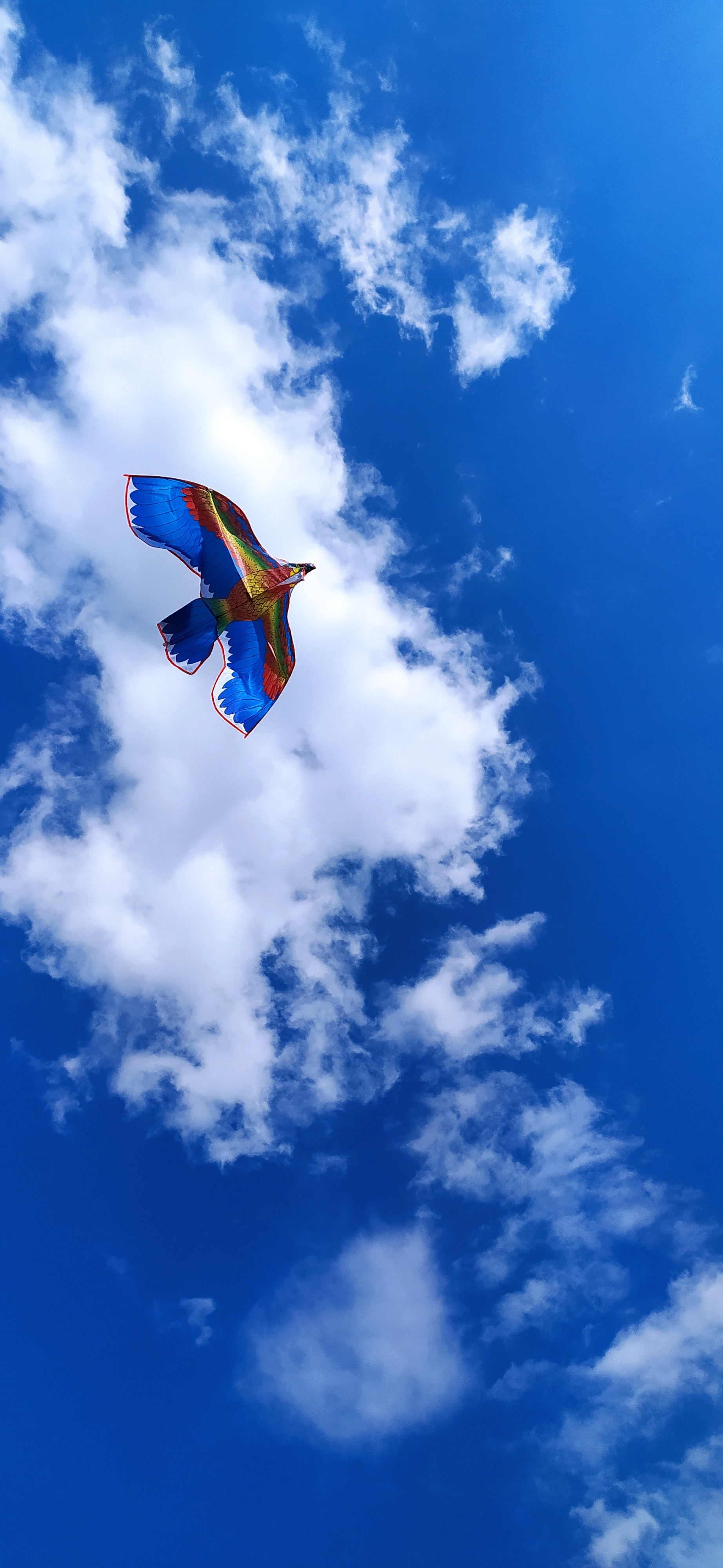 Serpent - My, Serpent, Kite, Nature, Sky, Relaxation, Moment, Longpost