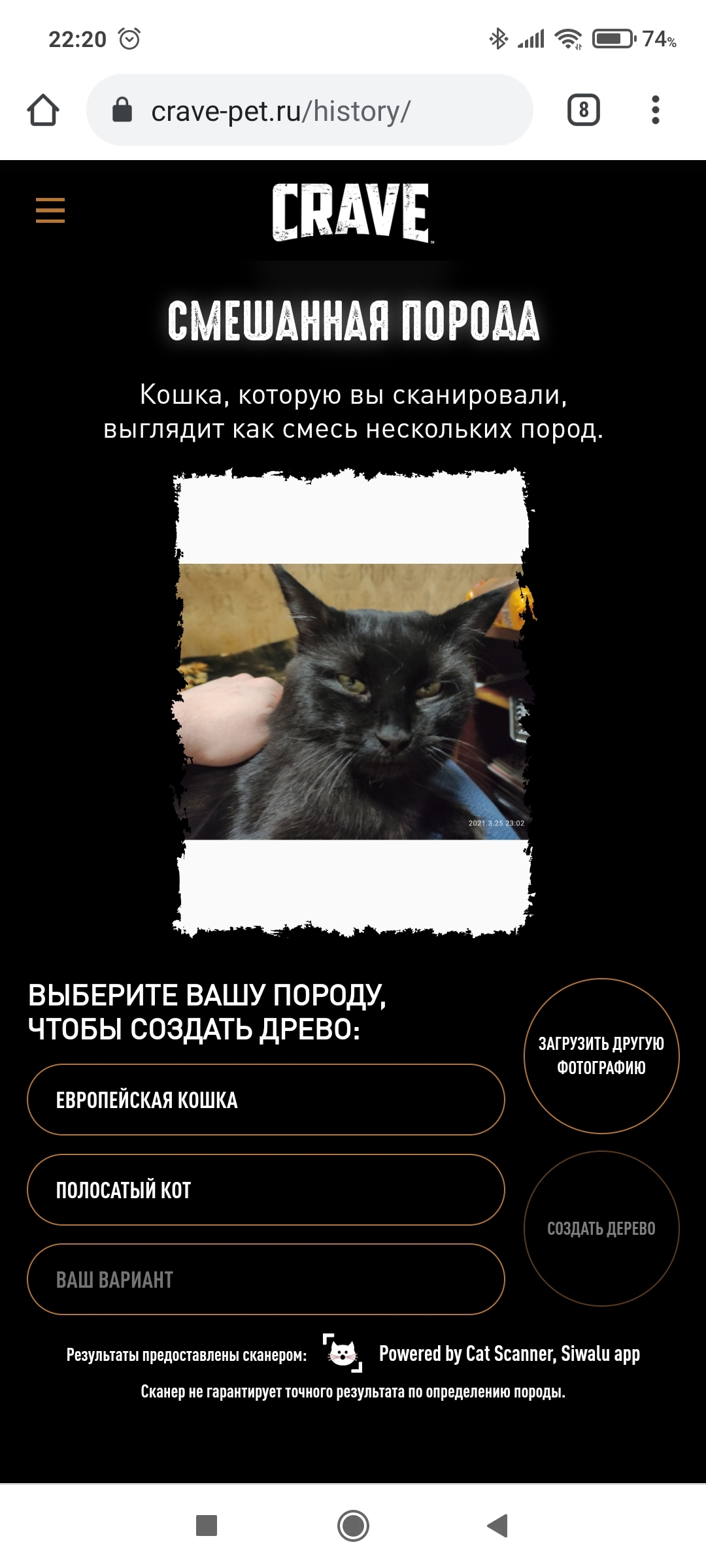 Первый пост, и сразу же котейка - Моё, Кот, Черный кот, Пушистые, Длиннопост