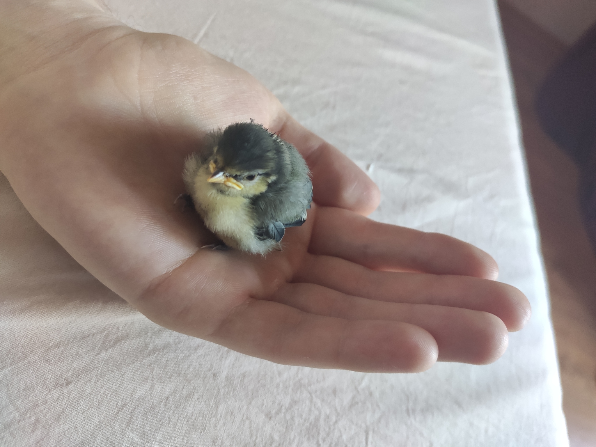 Tell me what kind of bird - My, Birds, Chick, Longpost