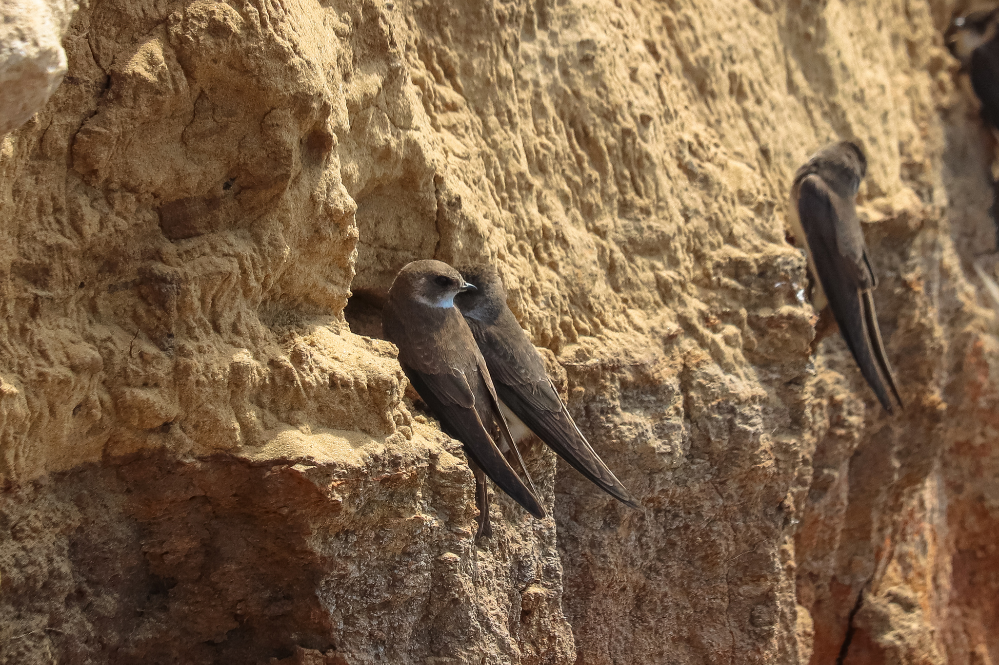 Hostel - My, Birds, The photo, River, Nest, Ornithology, Chick, Longpost, Martin, Fieldfare, , Wagtail