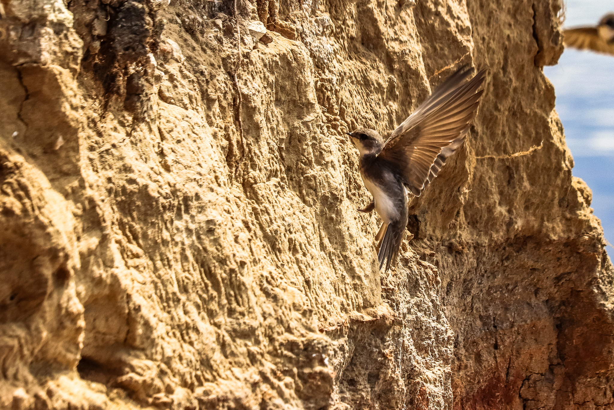 Hostel - My, Birds, The photo, River, Nest, Ornithology, Chick, Longpost, Martin, Fieldfare, , Wagtail