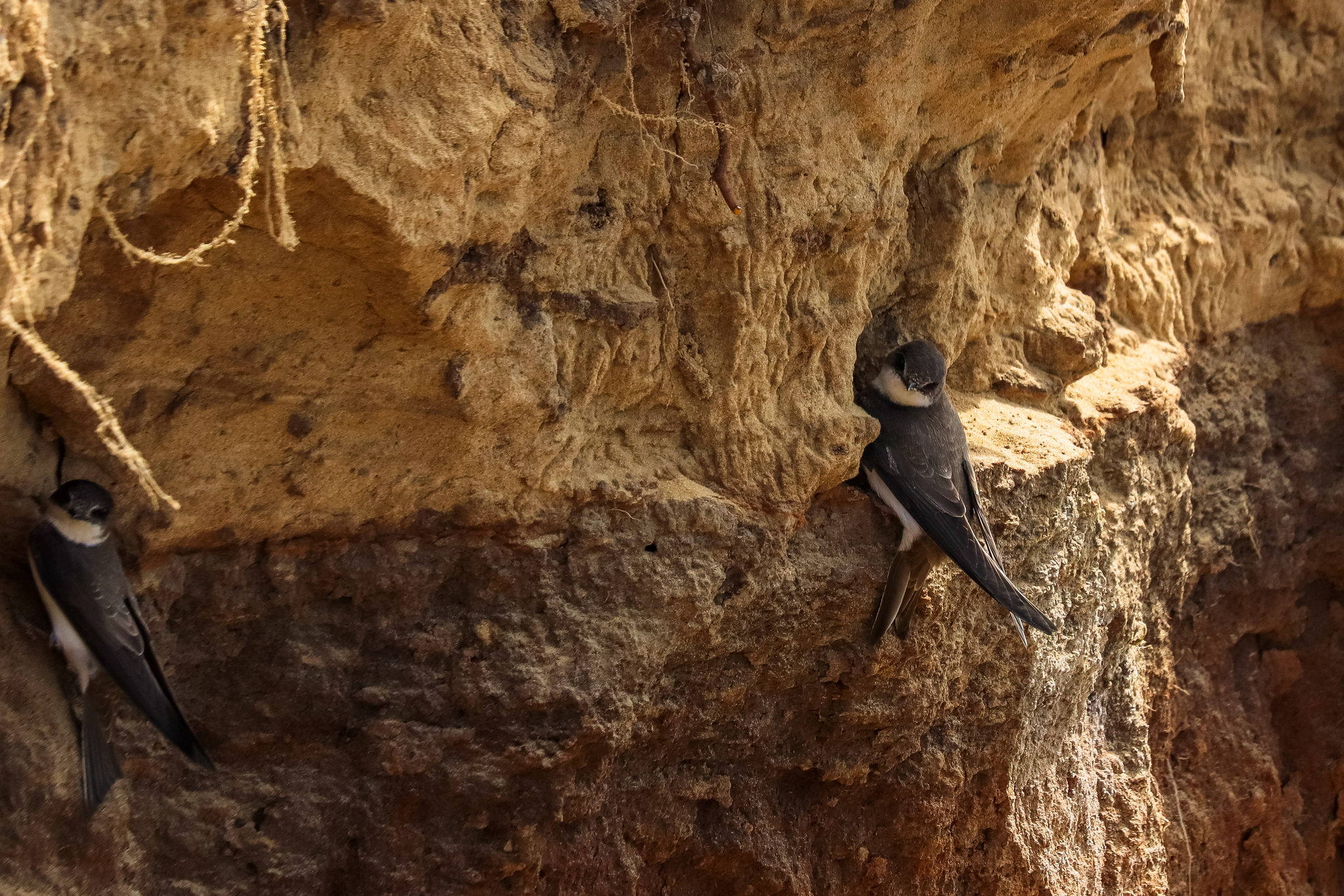 Hostel - My, Birds, The photo, River, Nest, Ornithology, Chick, Longpost, Martin, Fieldfare, , Wagtail