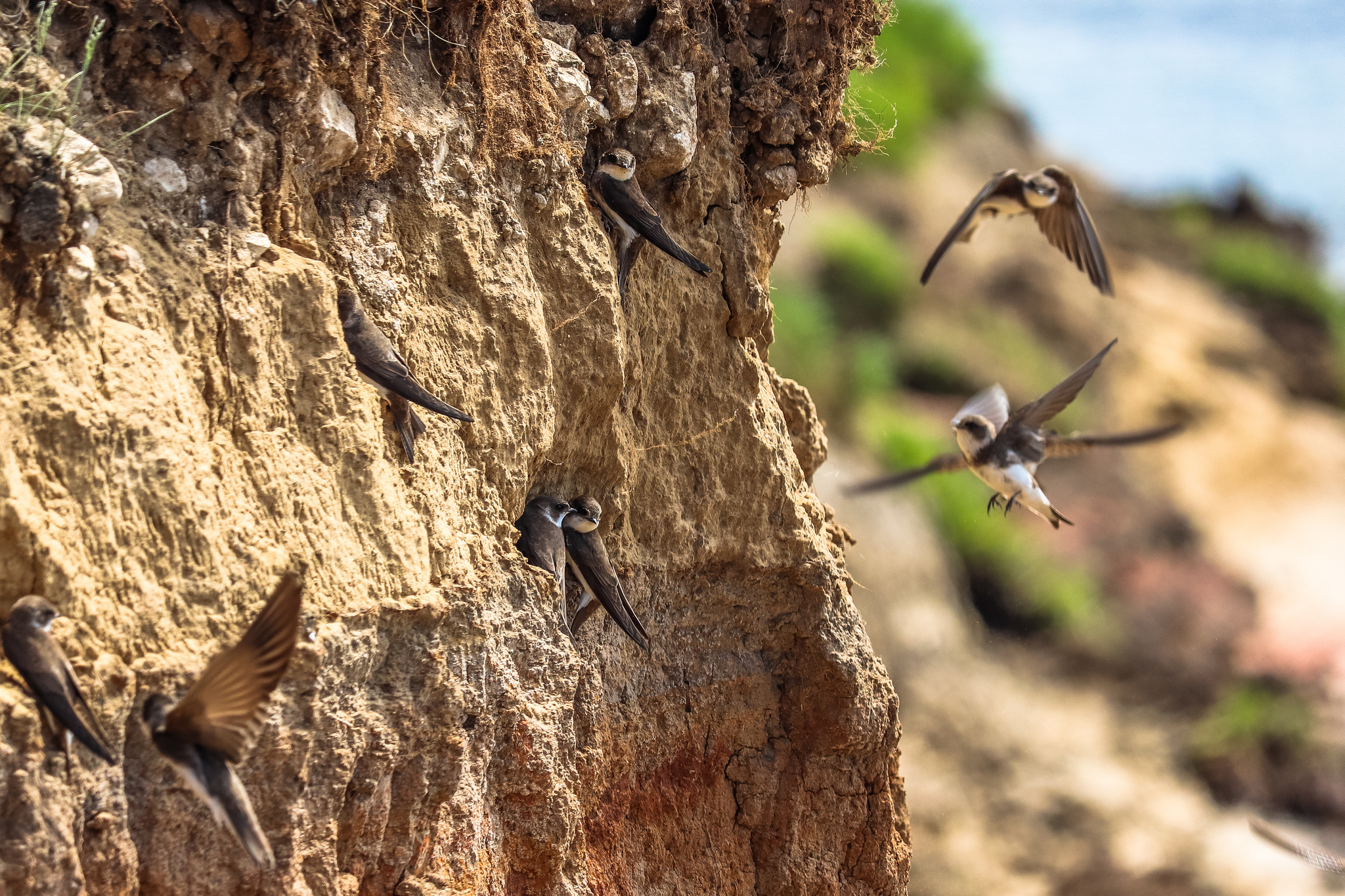 Hostel - My, Birds, The photo, River, Nest, Ornithology, Chick, Longpost, Martin, Fieldfare, , Wagtail