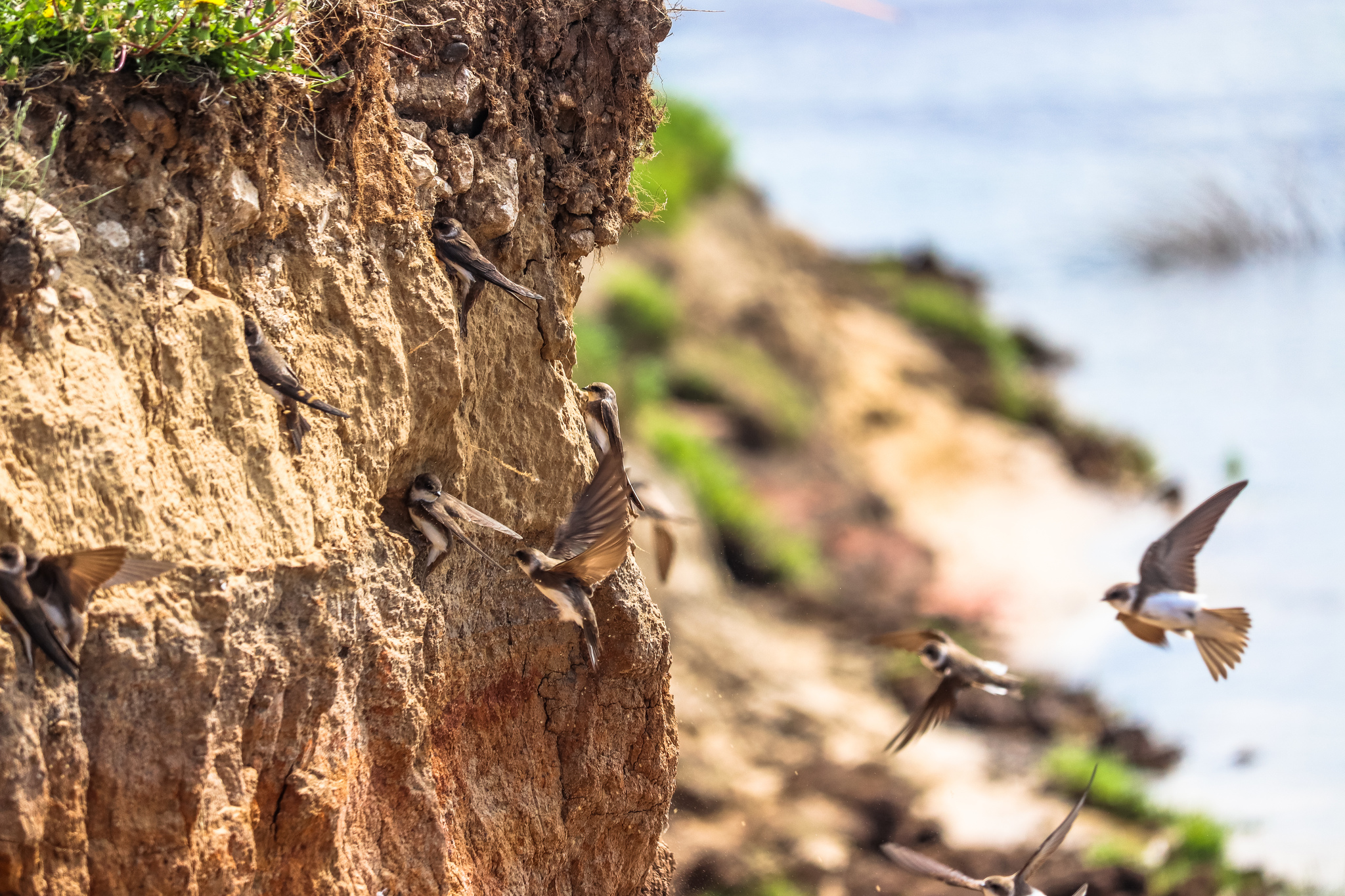 Hostel - My, Birds, The photo, River, Nest, Ornithology, Chick, Longpost, Martin, Fieldfare, , Wagtail