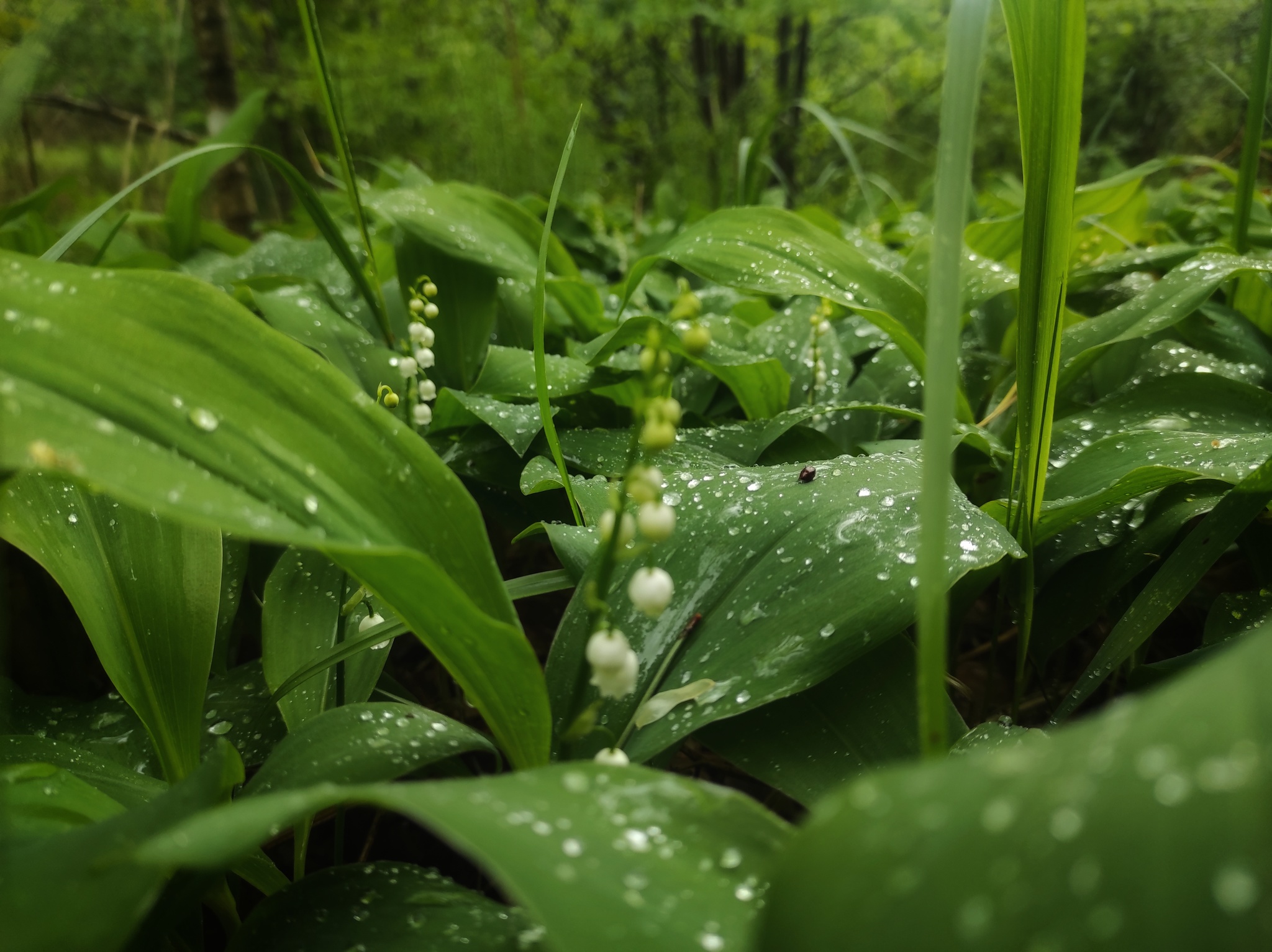 Lilies of the valley and rain - My, Mobile photography, Flowers, Lilies of the valley, Rain, May, Nature, Longpost