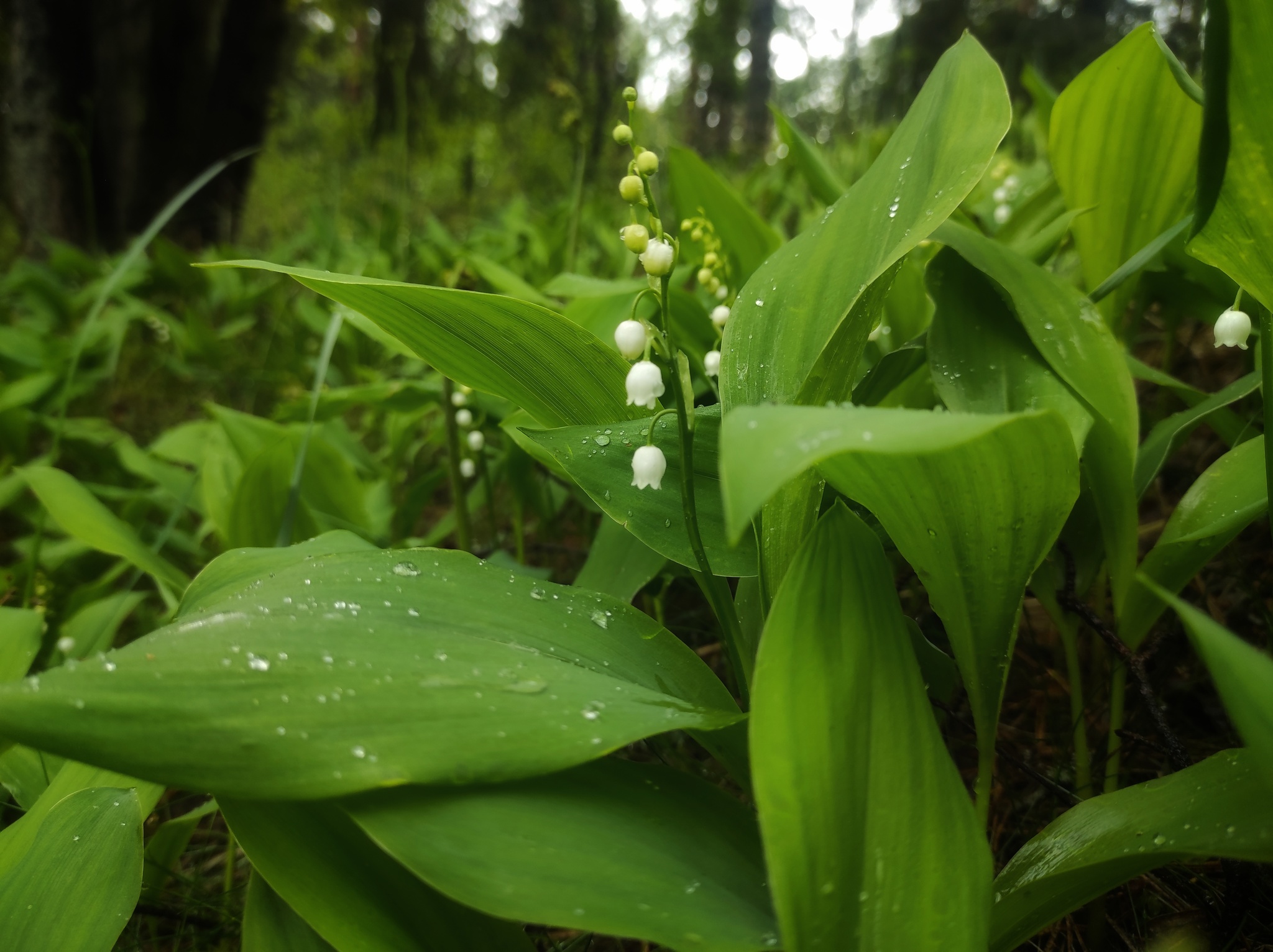 Lilies of the valley and rain - My, Mobile photography, Flowers, Lilies of the valley, Rain, May, Nature, Longpost