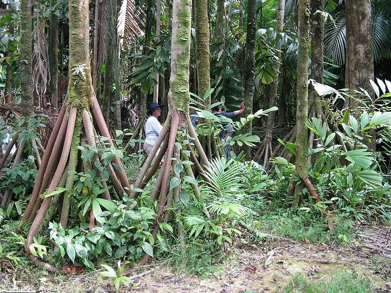 An amazing tree, over the mystery of which scientists are still struggling - Nature, Plants, Tree, Yandex Zen, Longpost