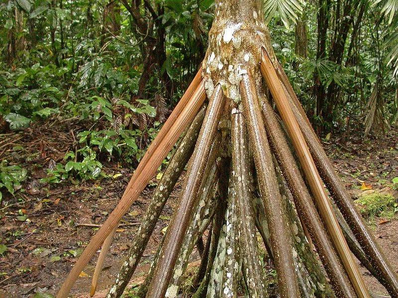 An amazing tree, over the mystery of which scientists are still struggling - Nature, Plants, Tree, Yandex Zen, Longpost