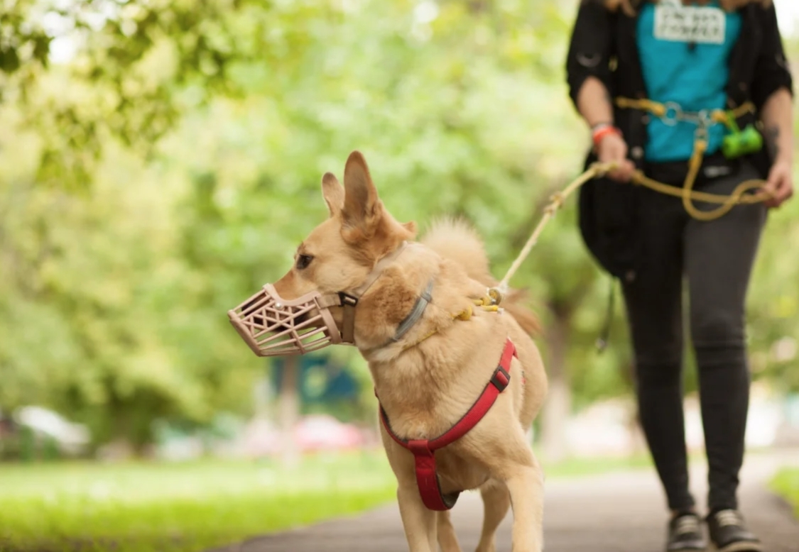 In the suburbs introduced fines for violation of the rules of walking dogs - Coap RF, Moscow region, Fine, Pets, Dog