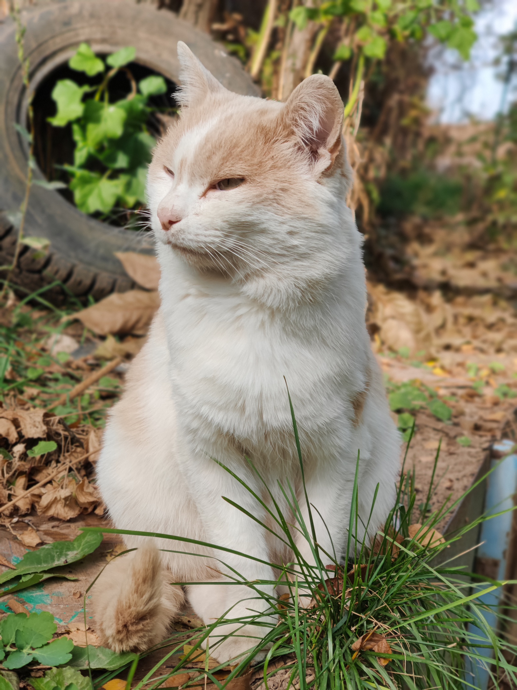 In the country - My, cat, Dacha, Summer, Pets