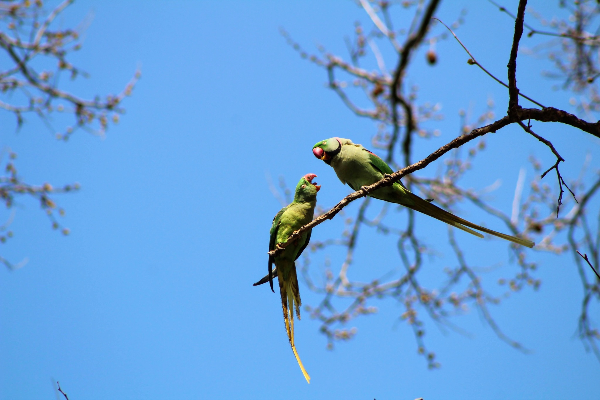 Funny parrots in the Turkish park - My, The photo, wildlife, Milota, Travels, Love, A parrot, PHOTOSESSION, Frame, , Turkey, Birds, Irony, Interesting, Lucky moment, Green, Spring, Necklace parrot