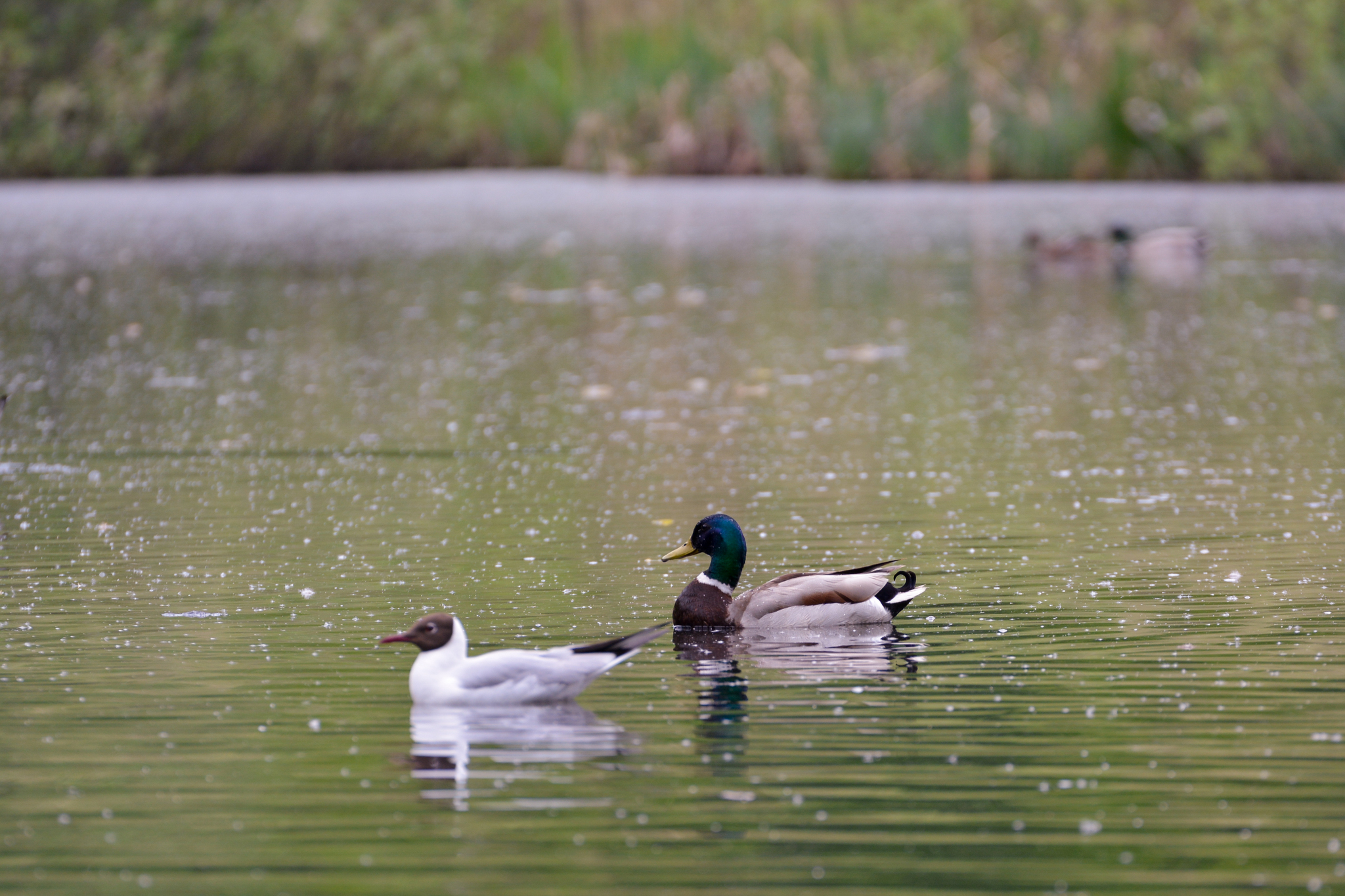 duck swamp - My, Duck, Mallard duck, Birds, Zakamsk, Permian, Flora, Animals, Longpost