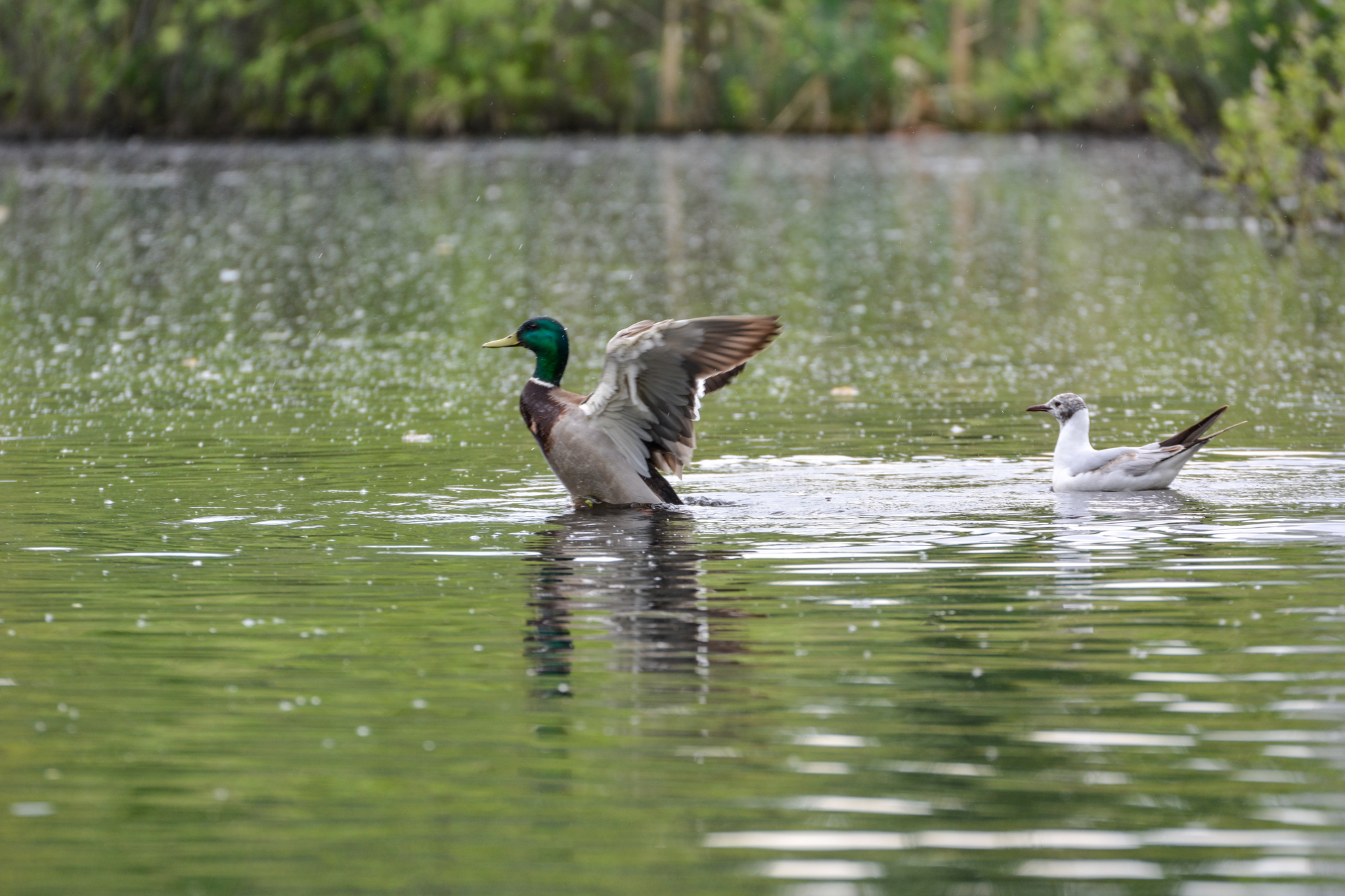 duck swamp - My, Duck, Mallard duck, Birds, Zakamsk, Permian, Flora, Animals, Longpost