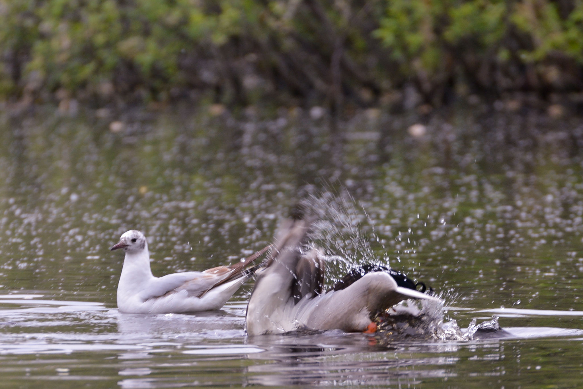 duck swamp - My, Duck, Mallard duck, Birds, Zakamsk, Permian, Flora, Animals, Longpost