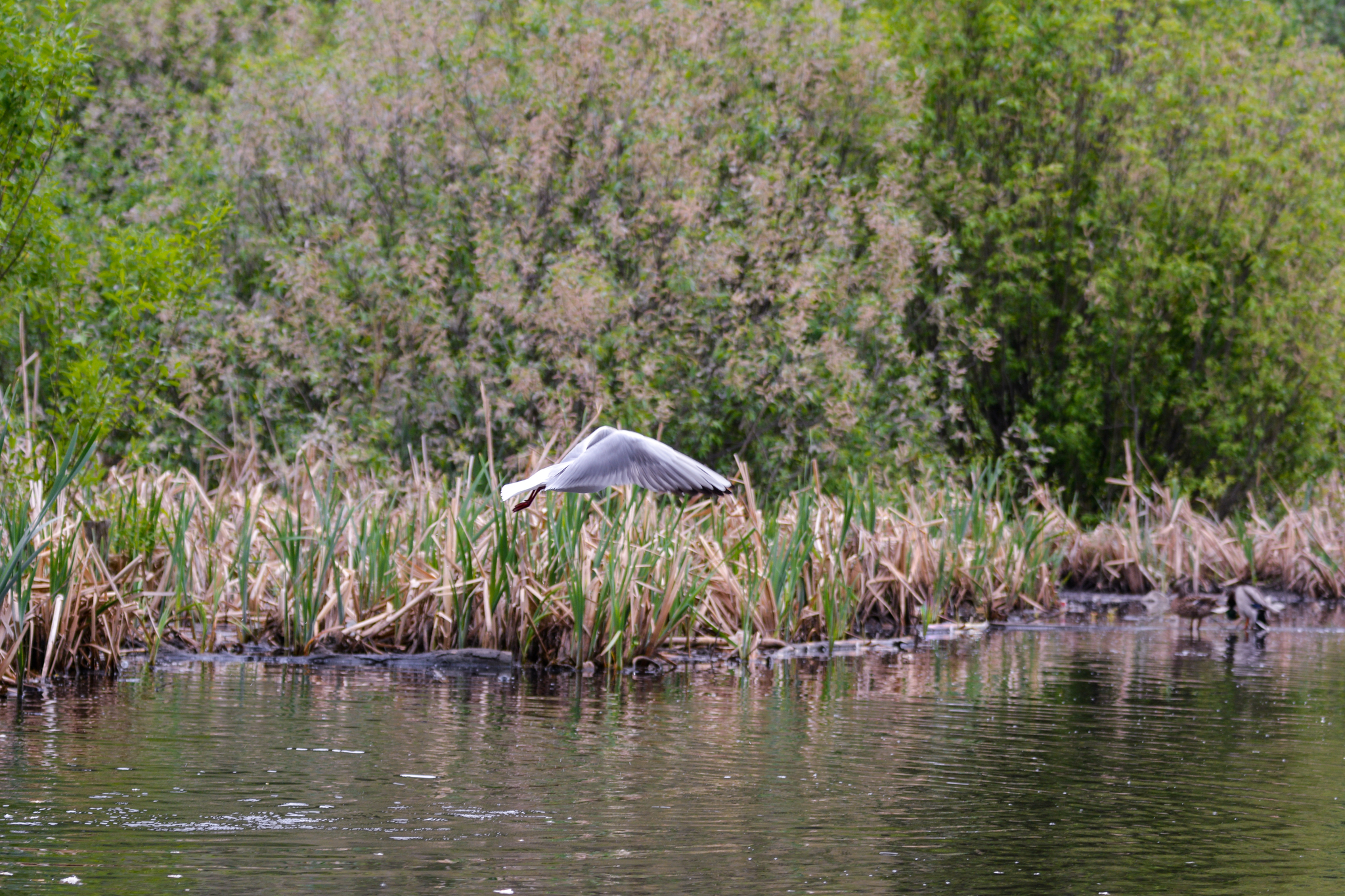 duck swamp - My, Duck, Mallard duck, Birds, Zakamsk, Permian, Flora, Animals, Longpost