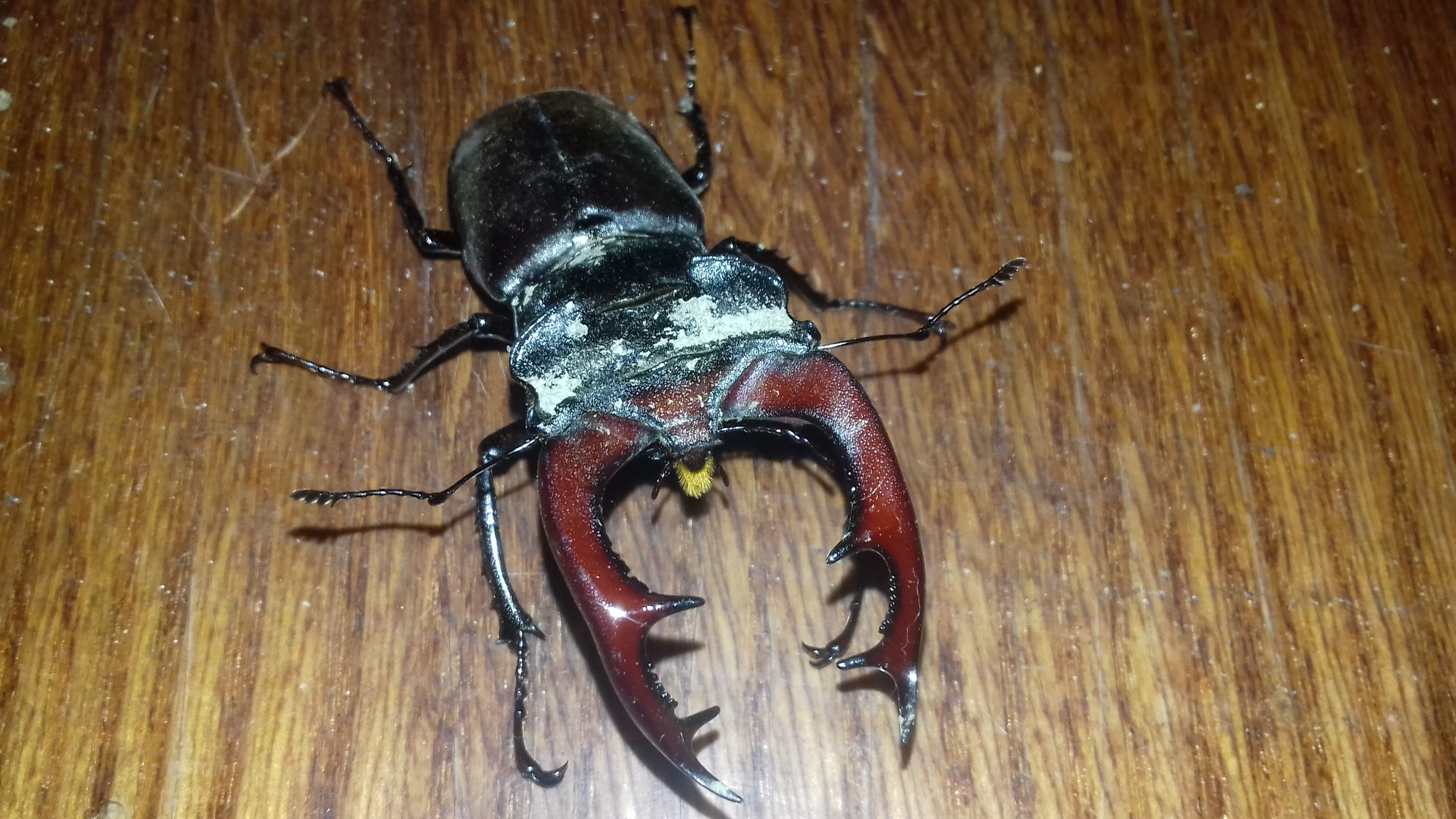 Stag beetle - My, Жуки, Find, Deer Beetle, Insects