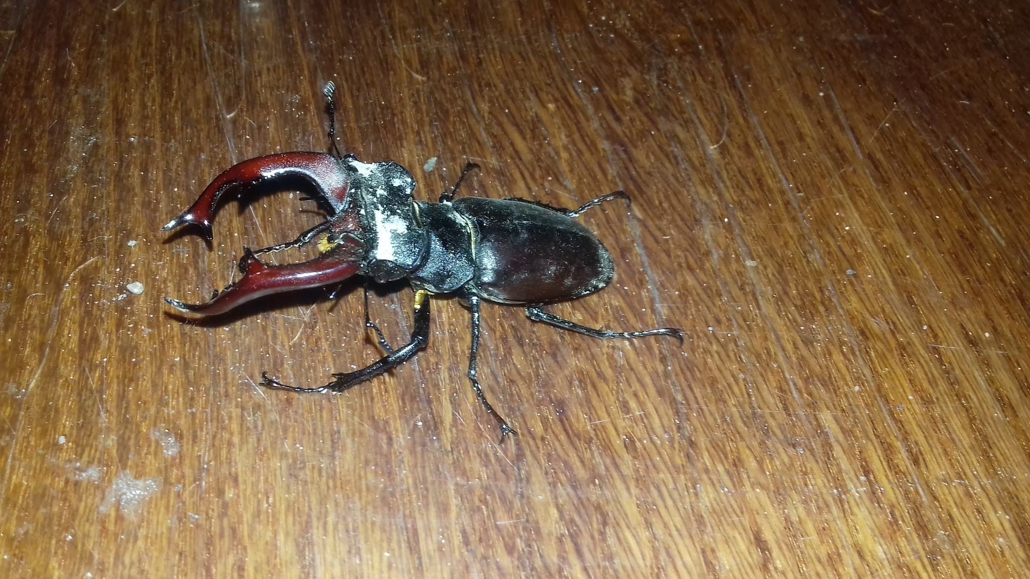 Stag beetle - My, Жуки, Find, Deer Beetle, Insects