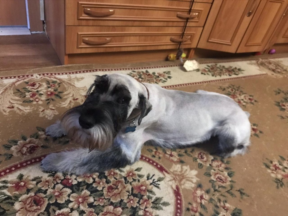 Standard Schnauzer Jerry - My, Standard Schnauzer, Schnauzers, Dog, In good hands, Pets, Moscow, No rating, Longpost