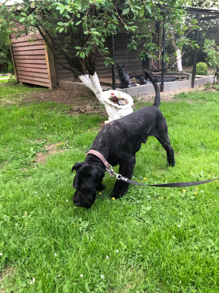 Continuation of the post Gert in search of a home - My, Giant schnauzer, Schnauzers, In good hands, Dog, Pets, No rating, Moscow, Longpost, Reply to post