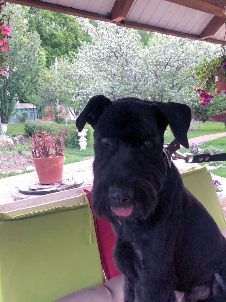 Continuation of the post Gert in search of a home - My, Giant schnauzer, Schnauzers, In good hands, Dog, Pets, No rating, Moscow, Longpost, Reply to post