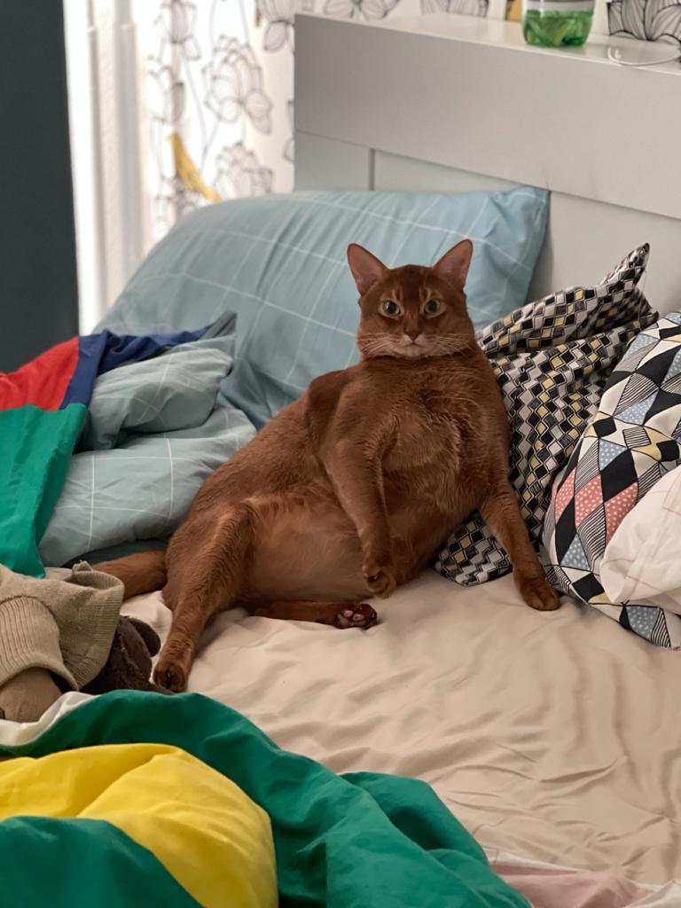 Haiti, Tahiti ... we are well fed here too! - My, Abyssinian cat, Pets, cat