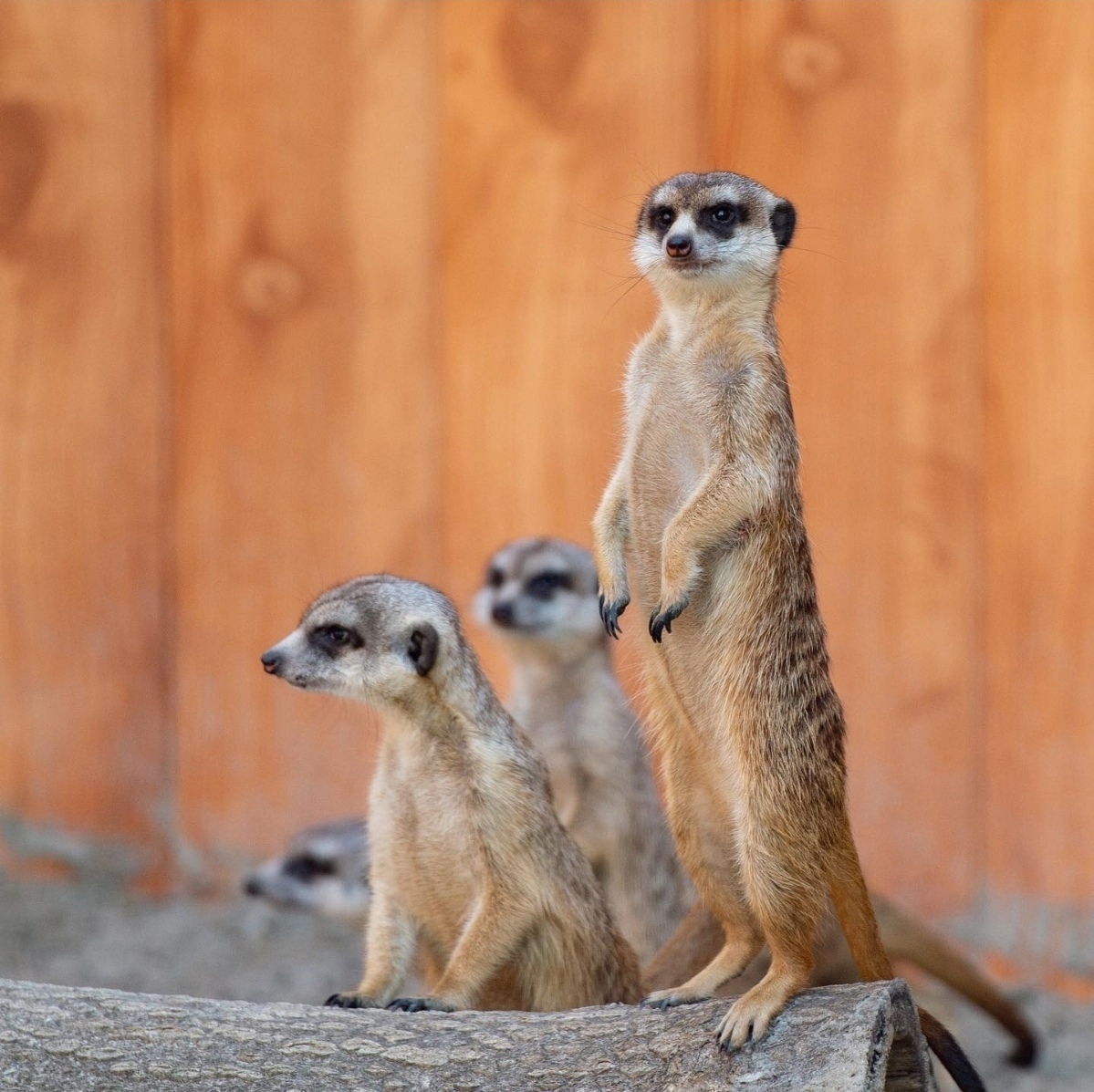 Funny meerkats from the Rostov zoo - Milota, Images, Nature, Meerkat, wildlife, Animals, Wild animals, Interesting, , Zoo, Rostov-on-Don, Longpost, Rostov Zoo