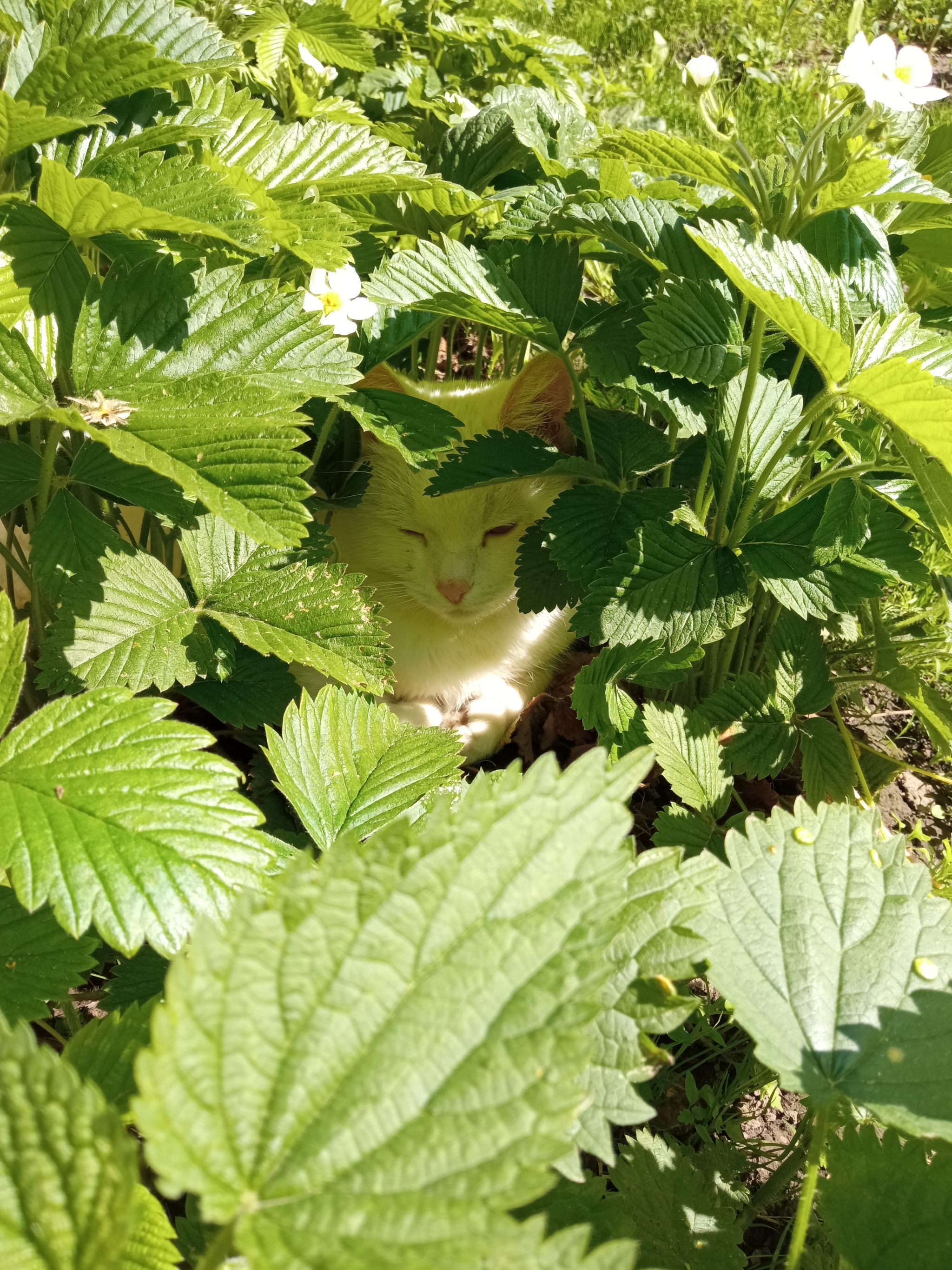 berry hide and seek - My, cat, Nature, Garden, Longpost