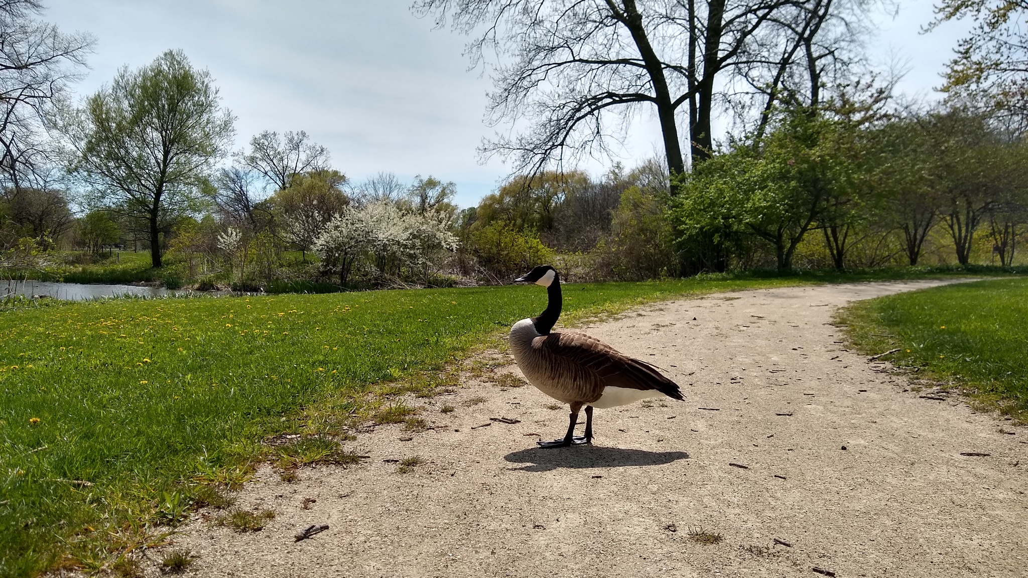 Outgoing spring - My, Emotions, Chicago, Longpost