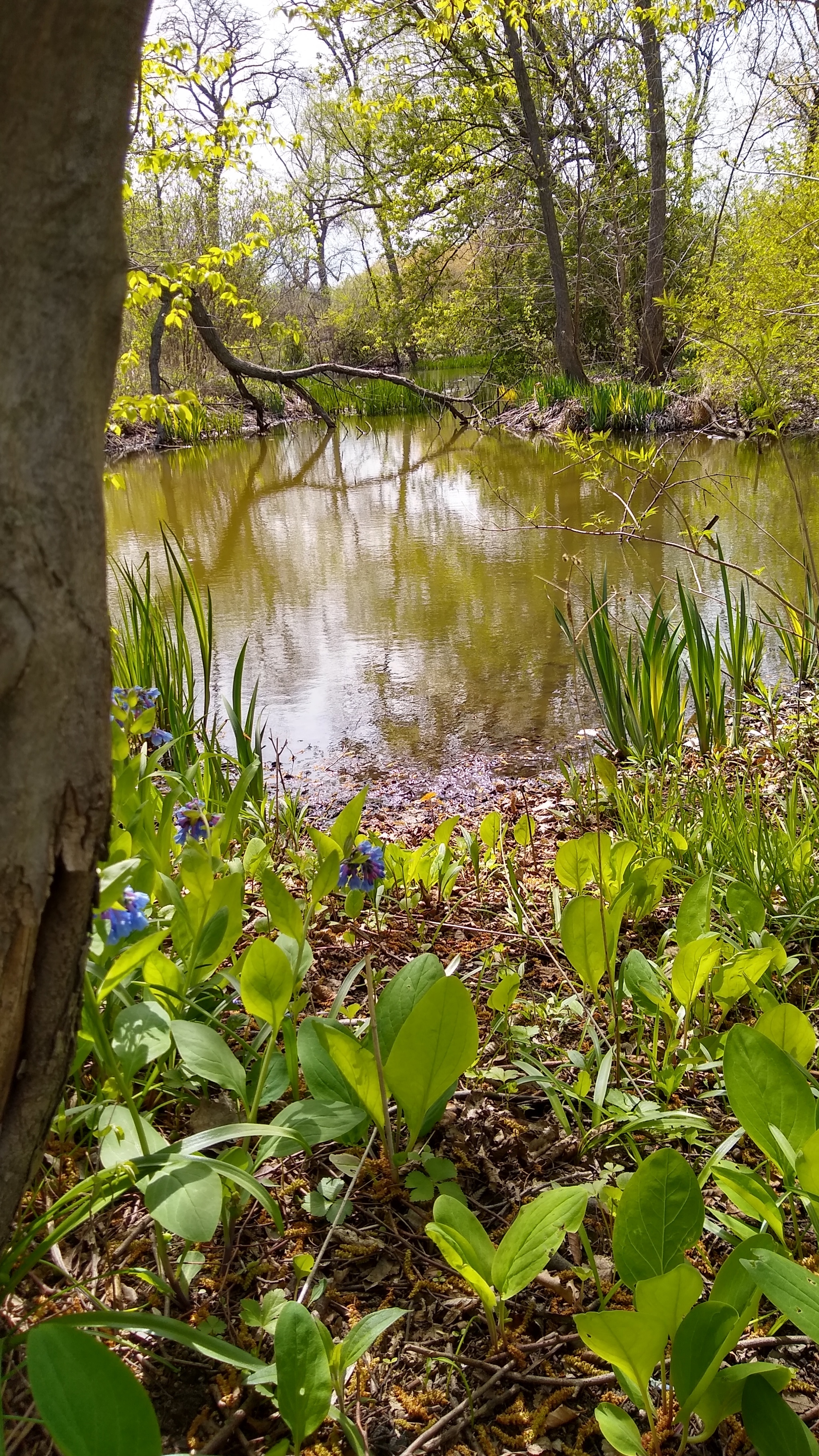 Outgoing spring - My, Emotions, Chicago, Longpost