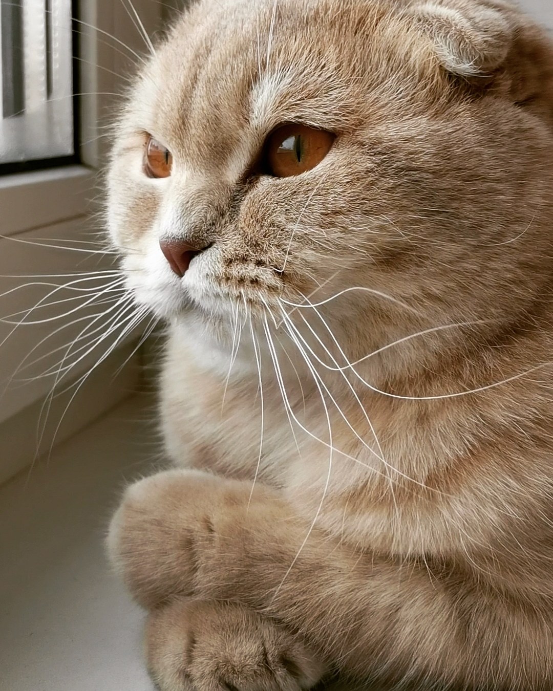 Duma - My, Scottish lop-eared, cat, Eyes