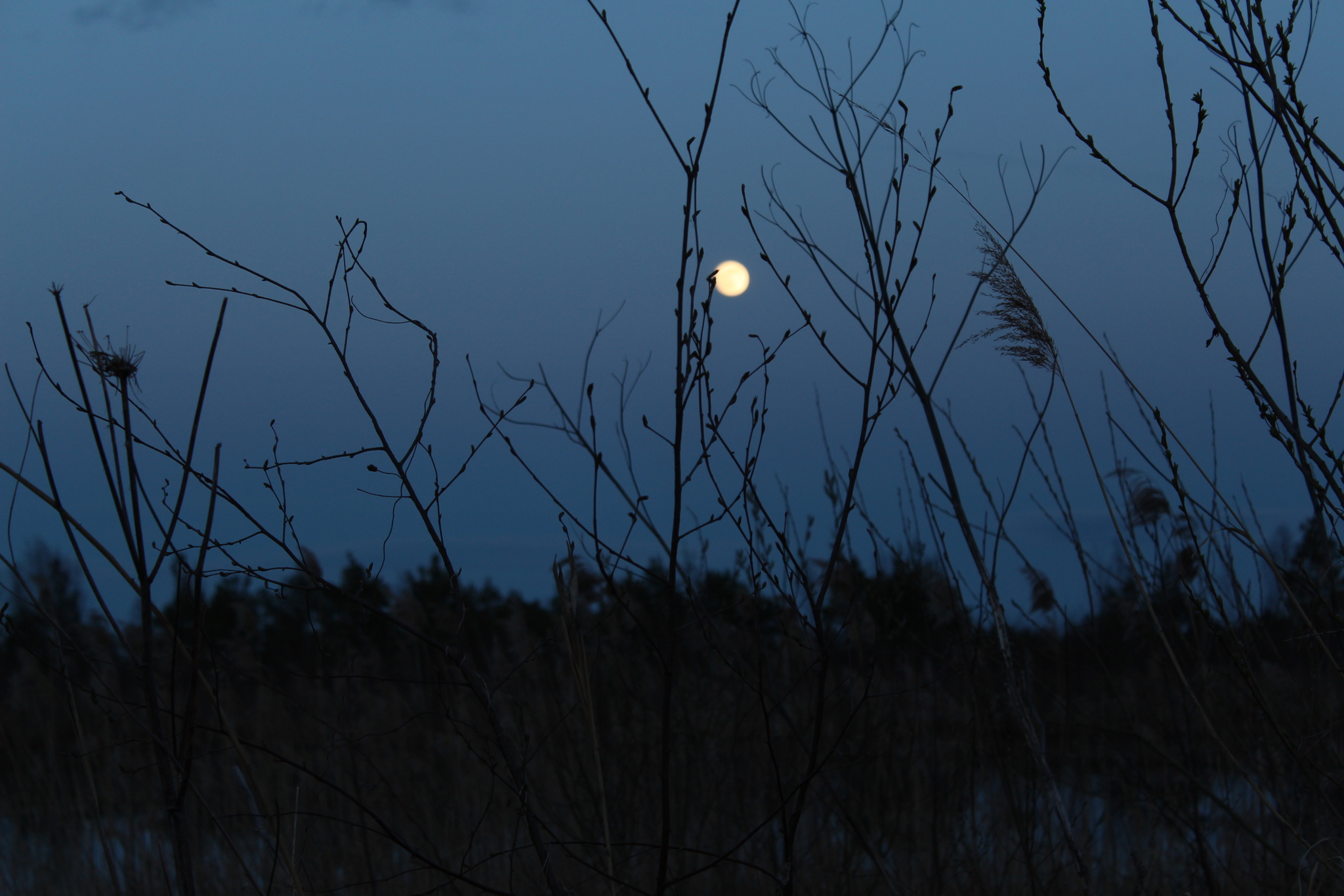 Луна апрель месяц. Фото апрельское полнолуние(лучшие.