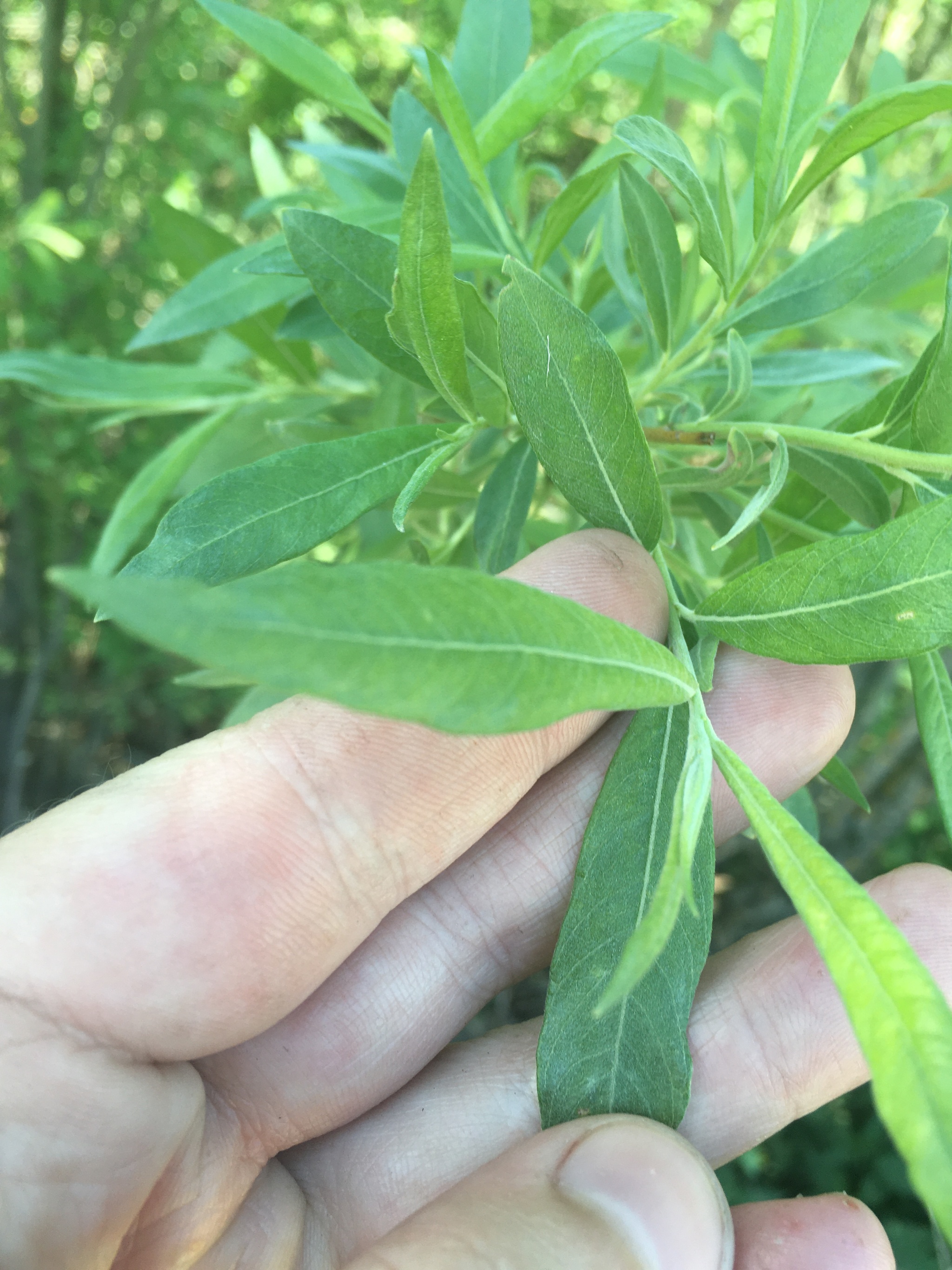 Help identify plants? - Help, Bush, Plants, Botany, Longpost, What's this?