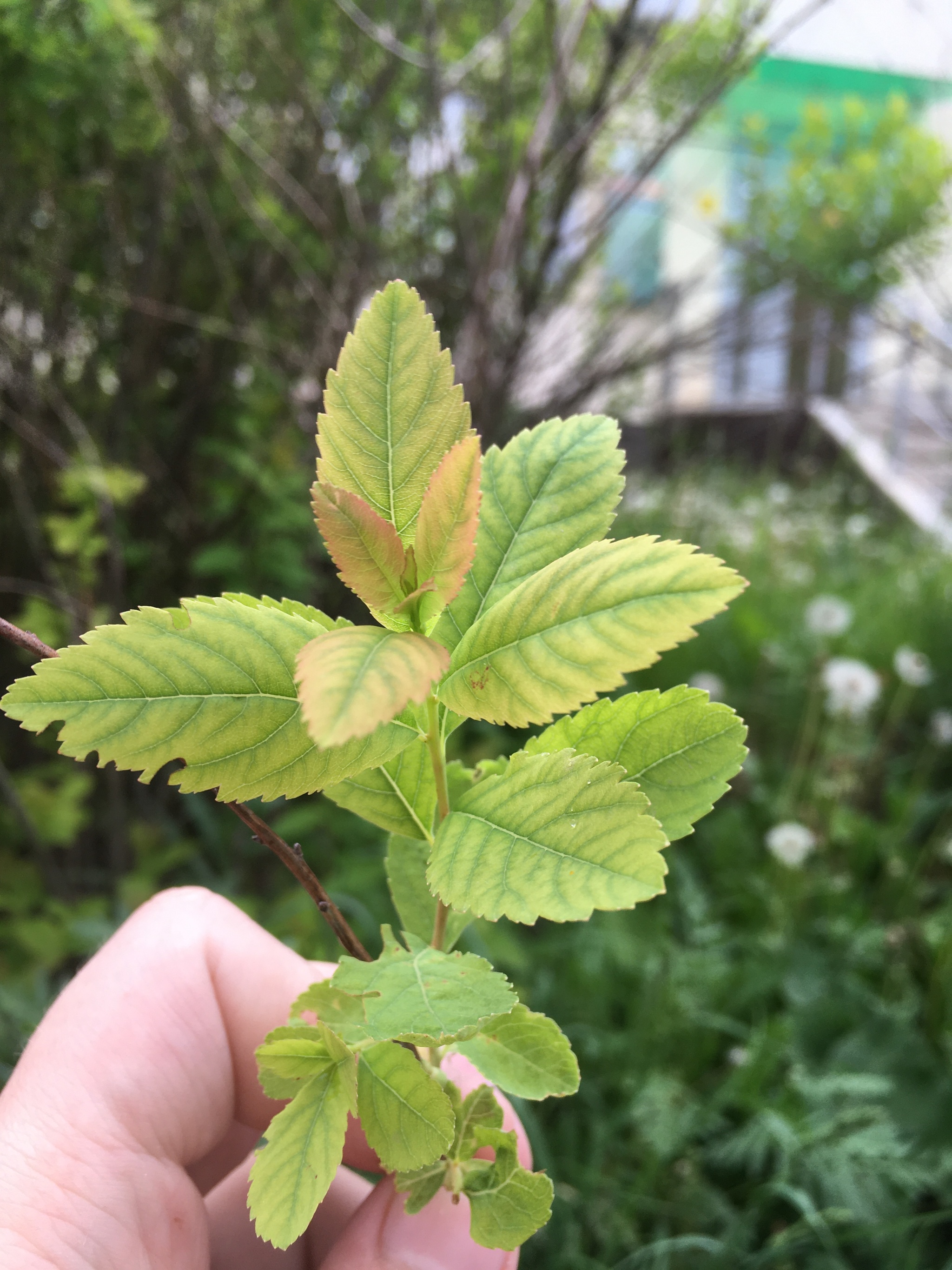 Help identify plants? - Help, Bush, Plants, Botany, Longpost, What's this?