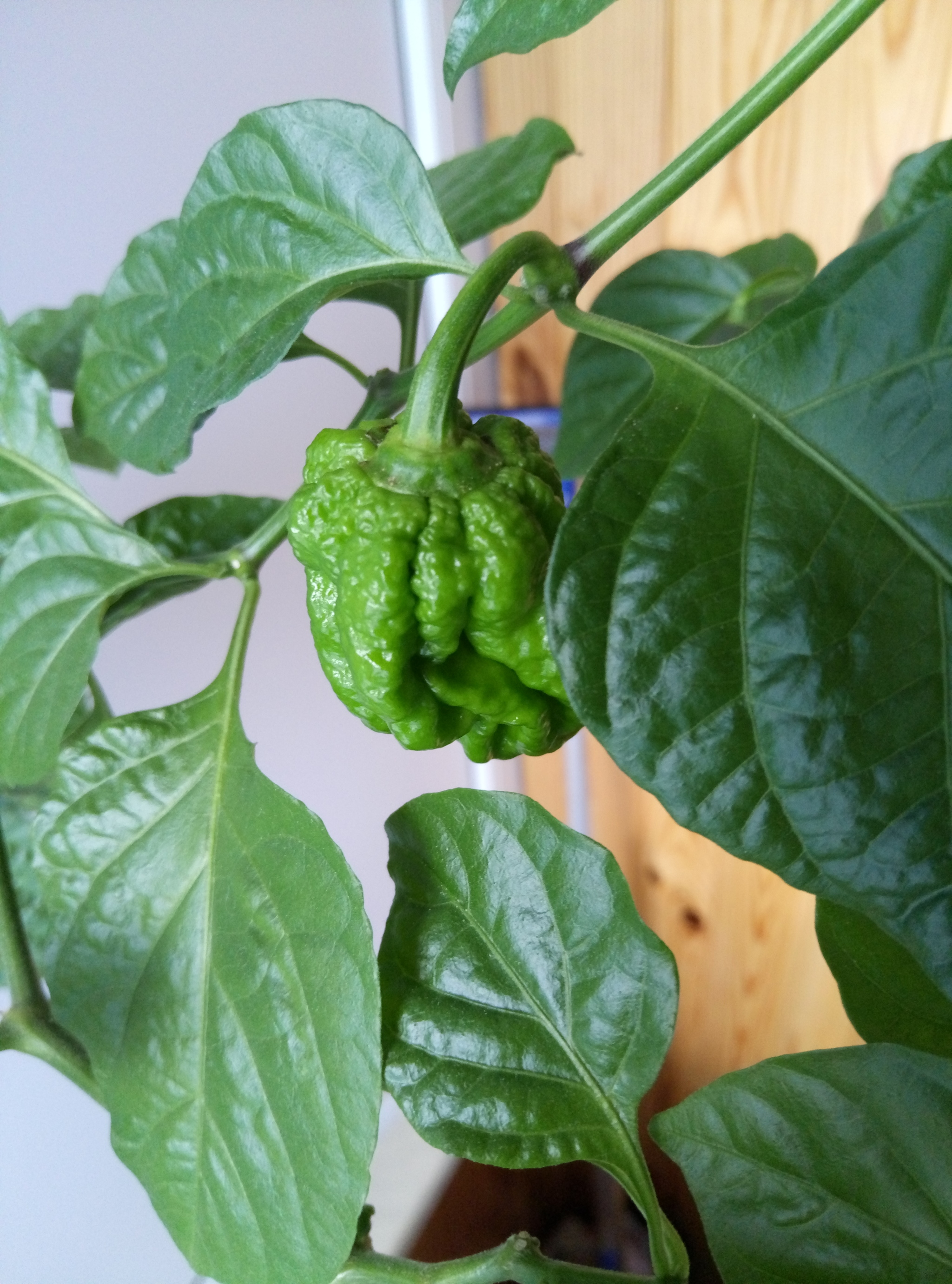 The spiciness is increasing 05/28/2021 - My, Hot peppers, Harvest, Longpost