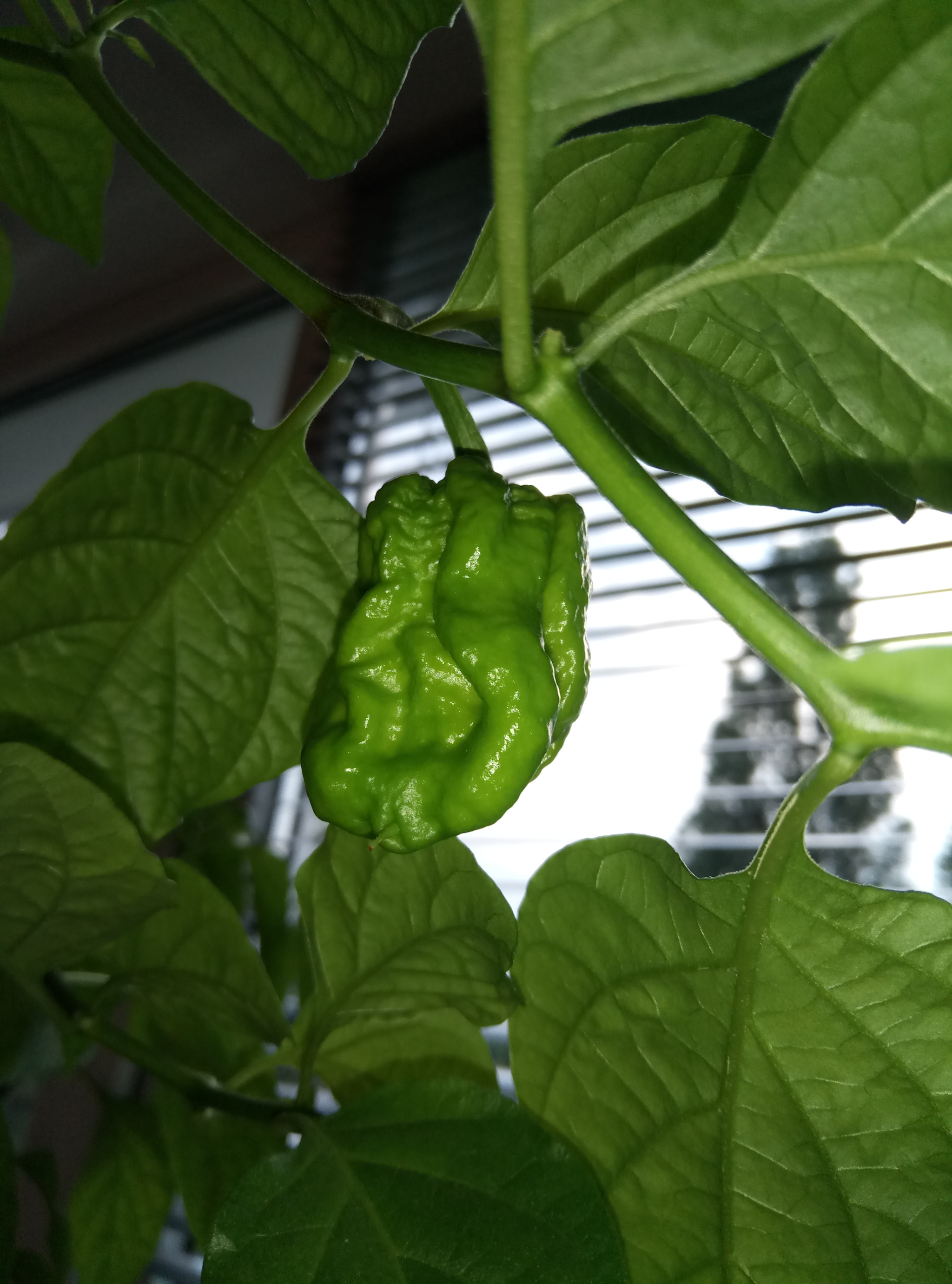 The spiciness is increasing 05/28/2021 - My, Hot peppers, Harvest, Longpost