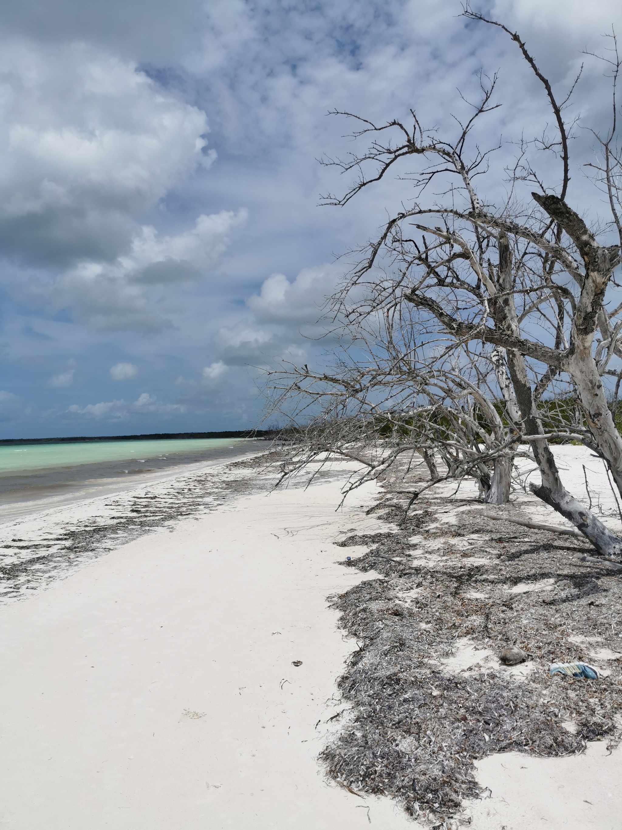 Apocalypse - My, Sea, Dry branches